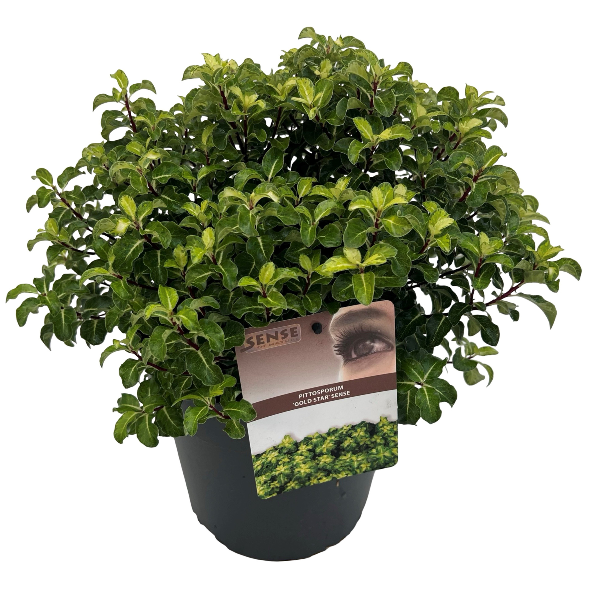 Pittosporum ten. 'Gold Star' sense, D 23 cm