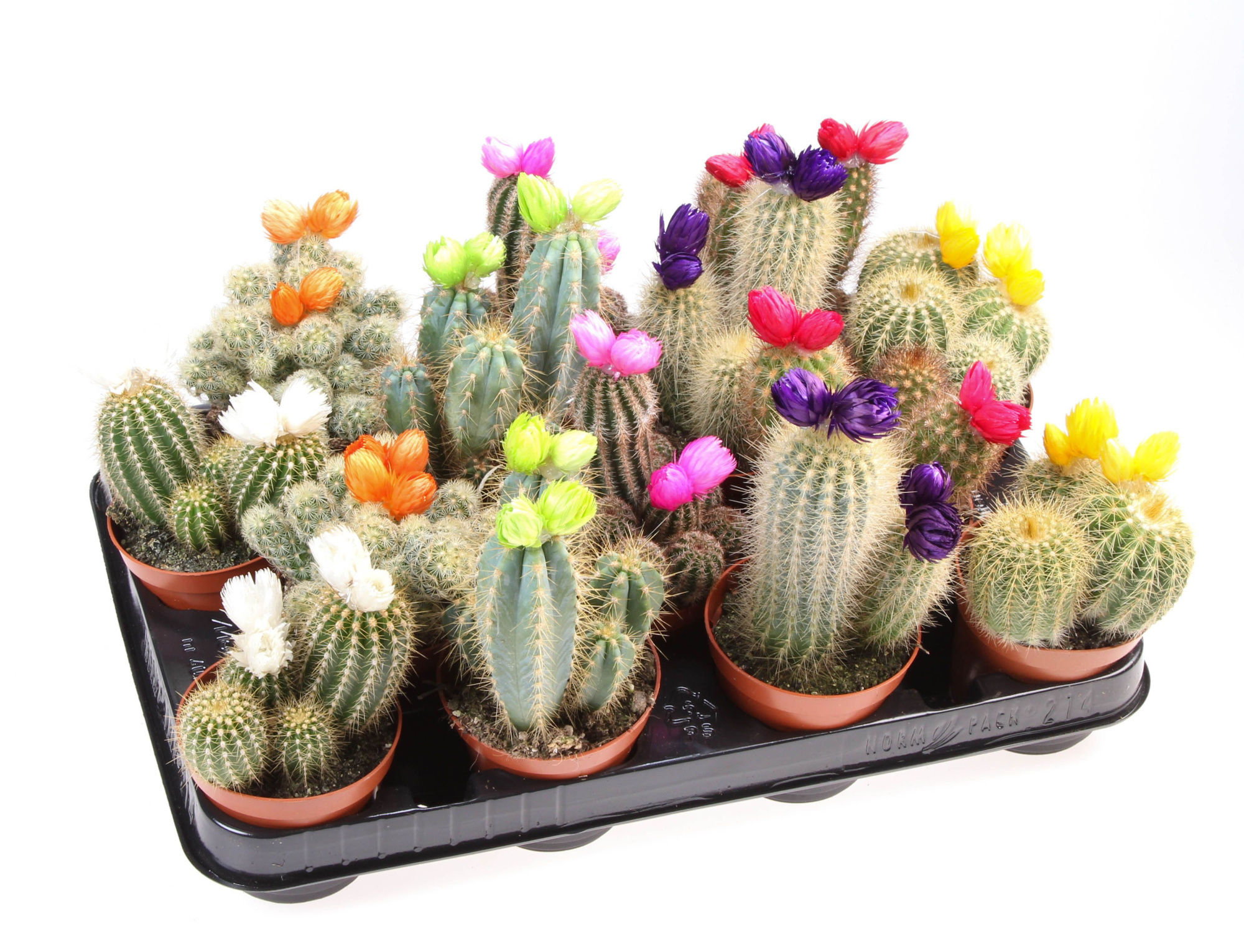 Cactus decoratie strobloem mix, D 8,5 cm