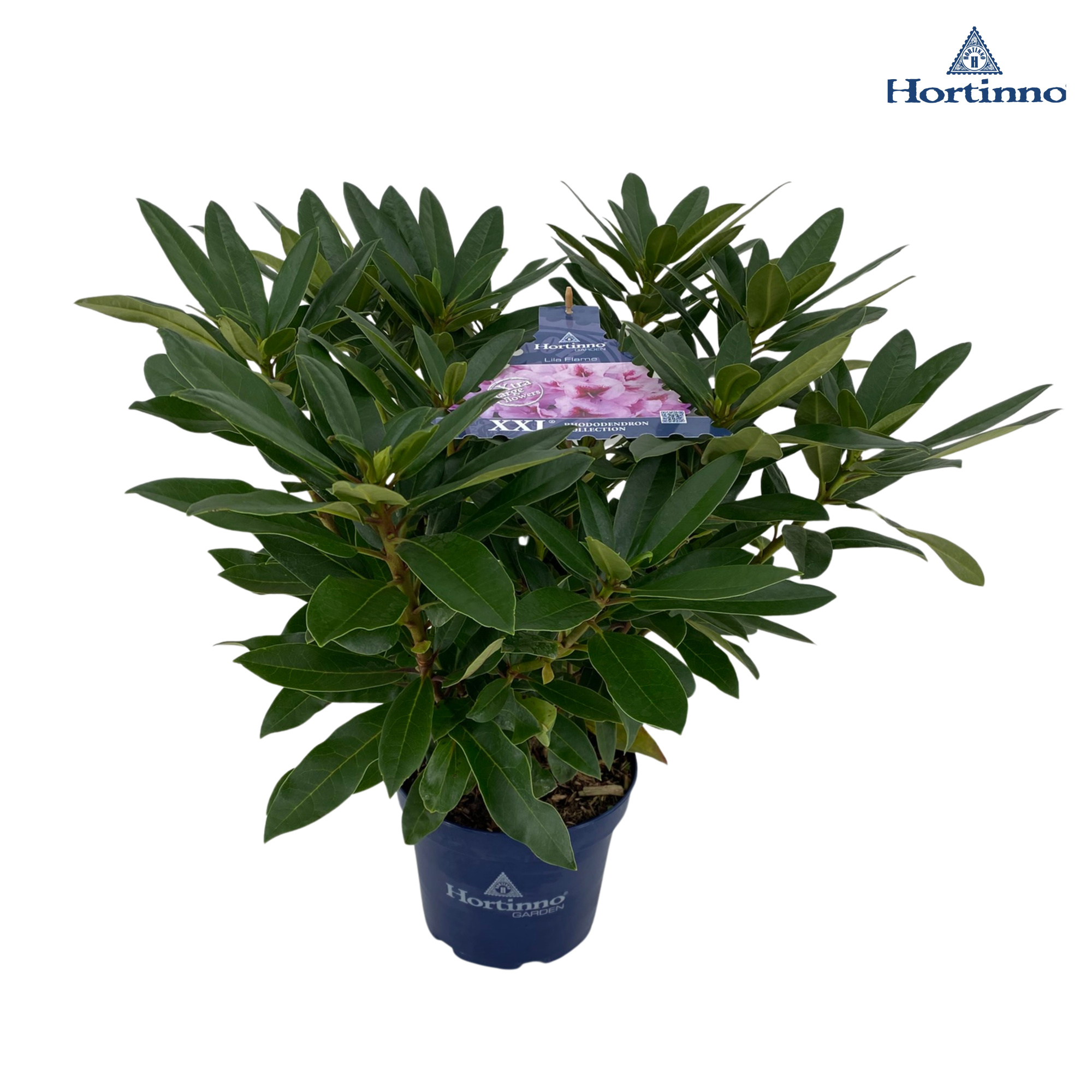 Rhododendron 50-60 /5 liter 'Lila Flame', D 23 cm