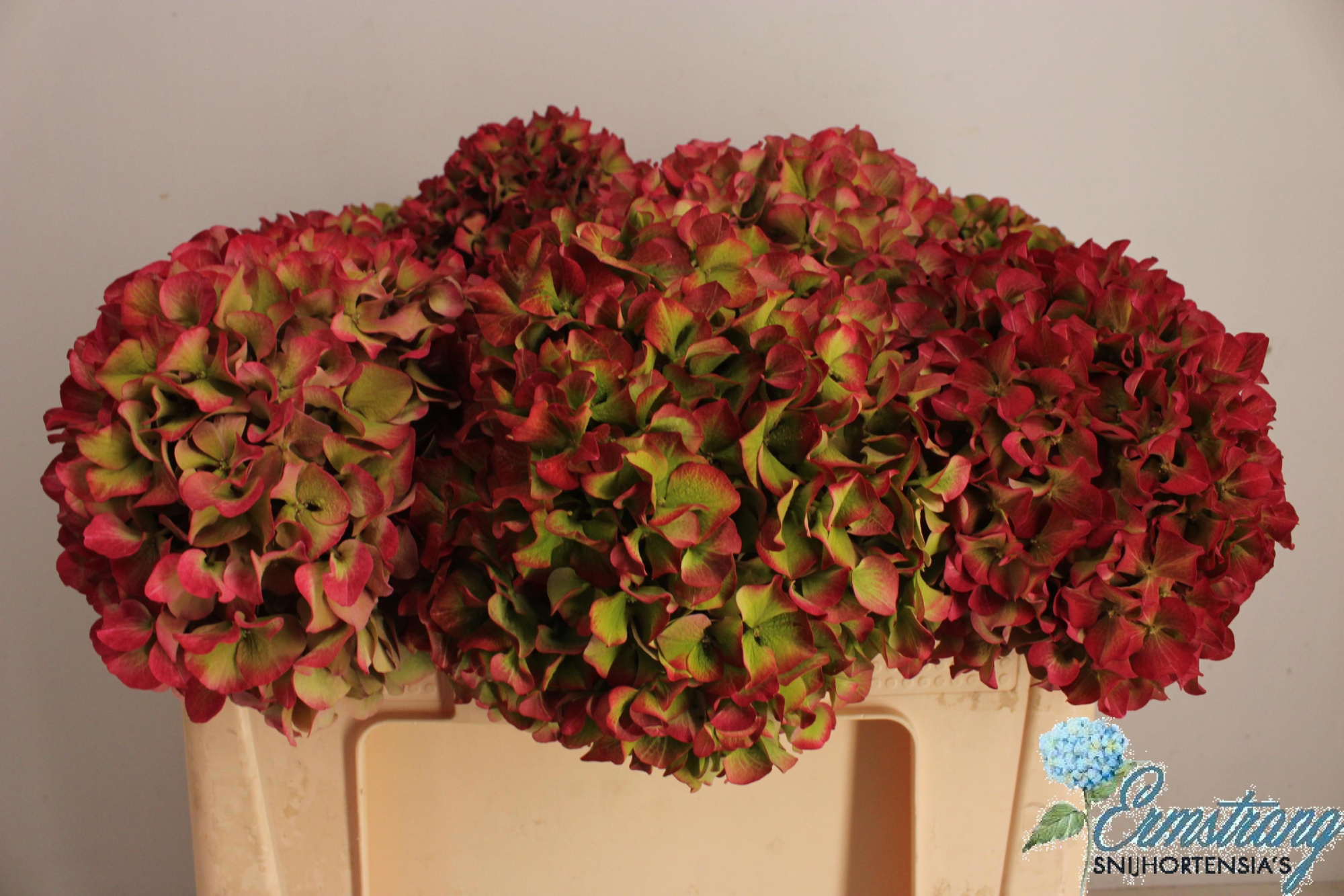 Гортензия Глоуин Альпс Классик 50, шт.