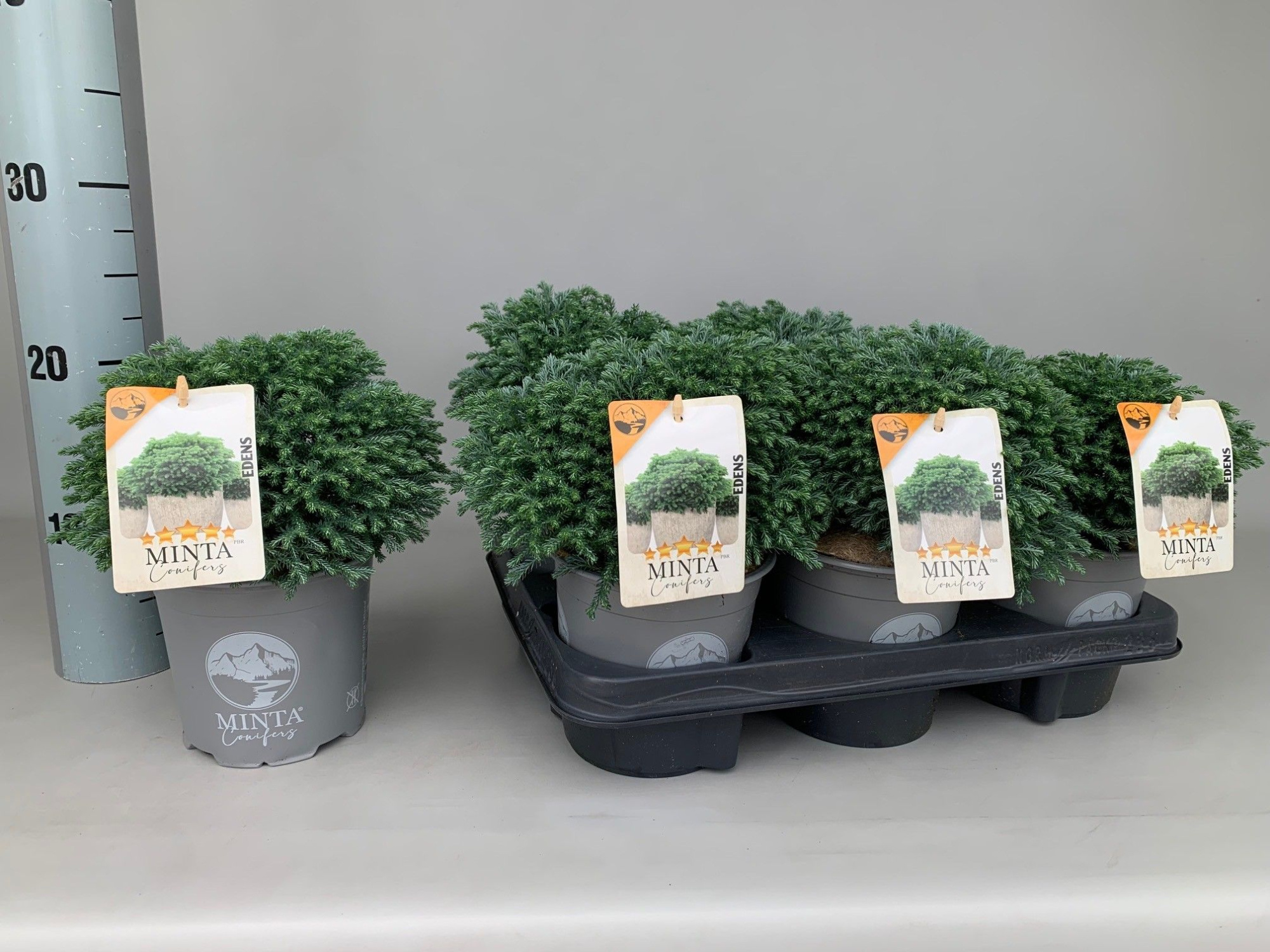 Chamaecyparis Pisifera Minta P13, D 13 cm