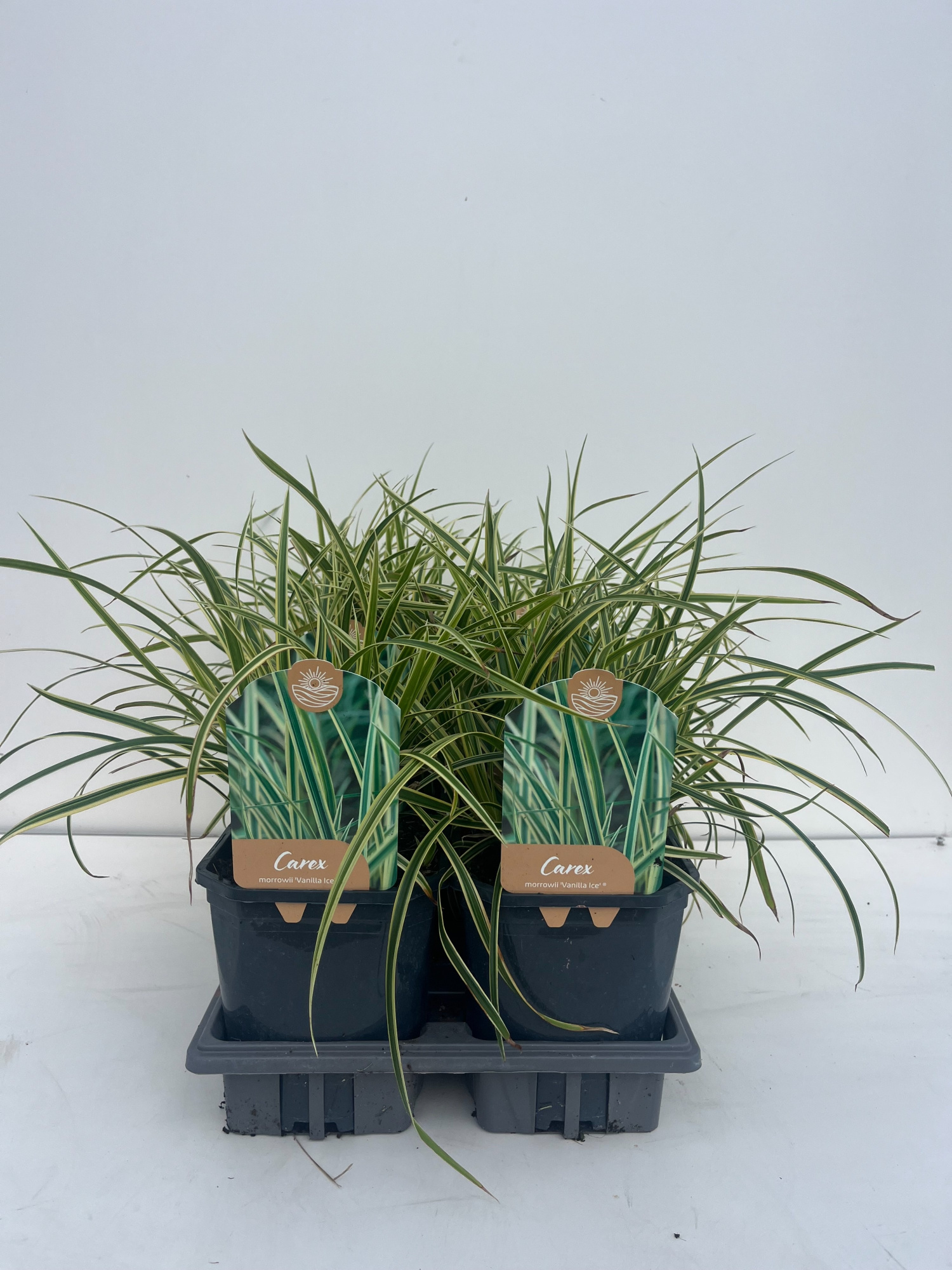 Carex Morriwii Vanilla Ice, D 17 cm