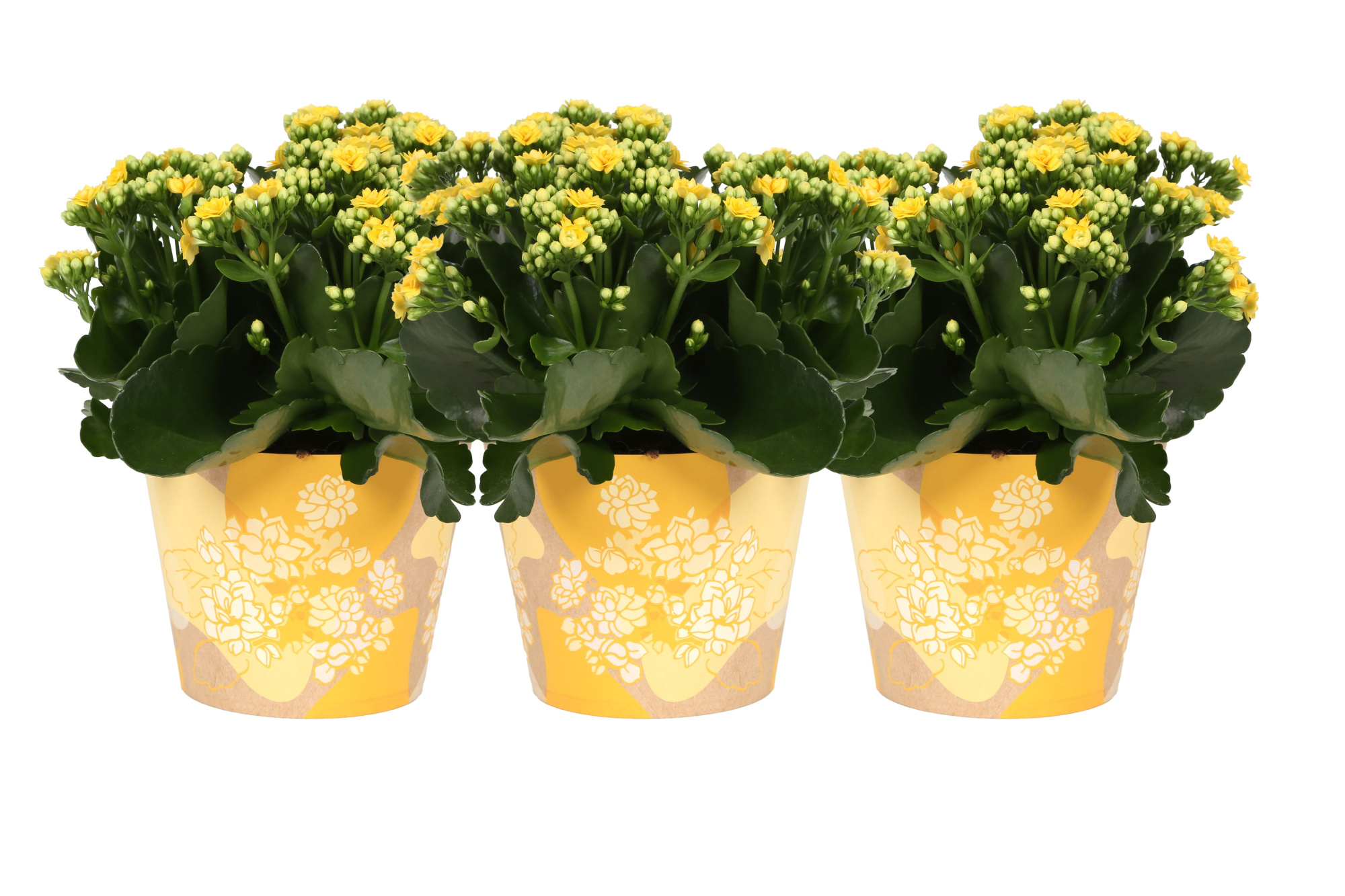 KP-849.1 GL - Kalanchoe Rosalina in gele waterdichte smartcup, D 15 cm