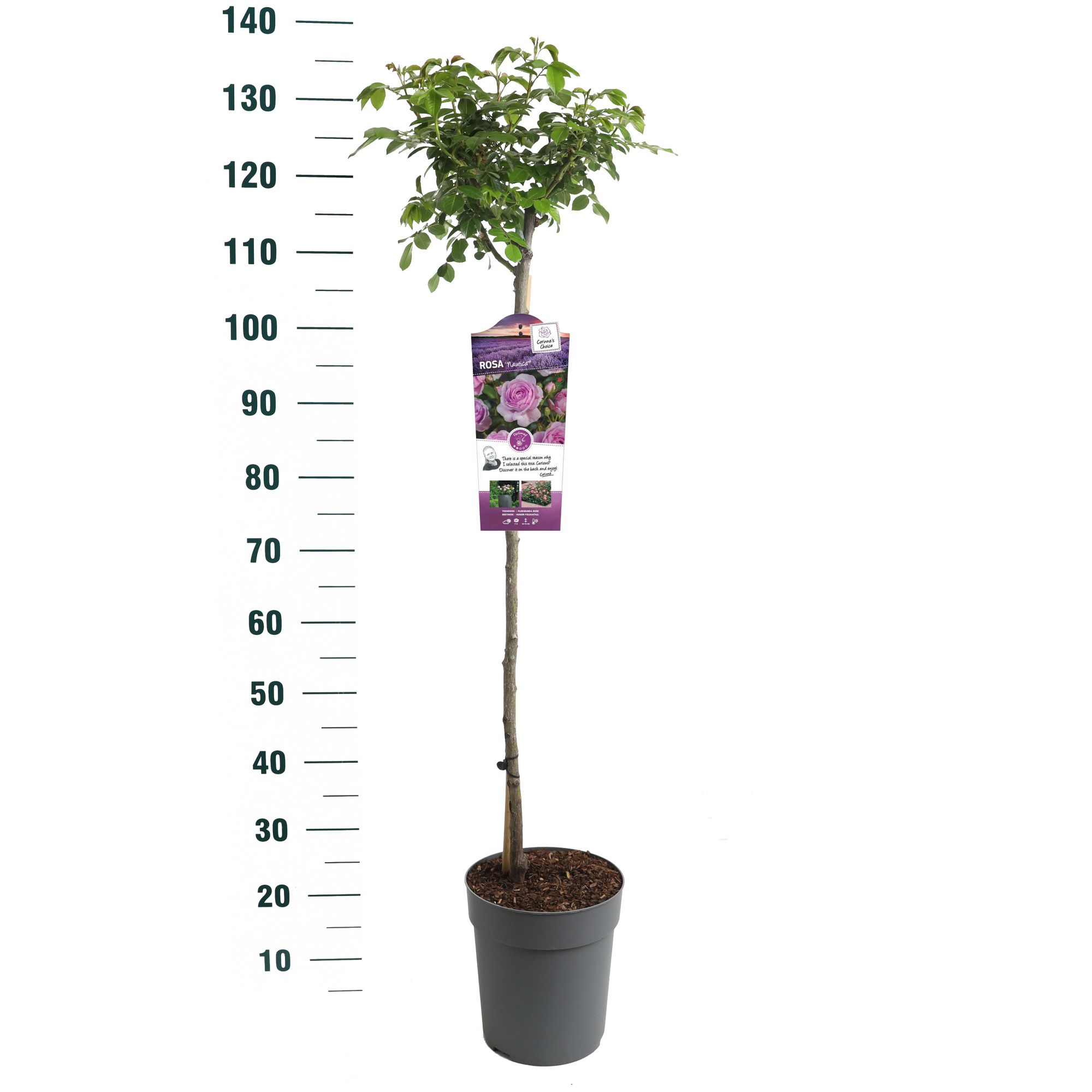 Rosa 'Nautica' - 90 Stam - Exclusive Collection, D 24 cm