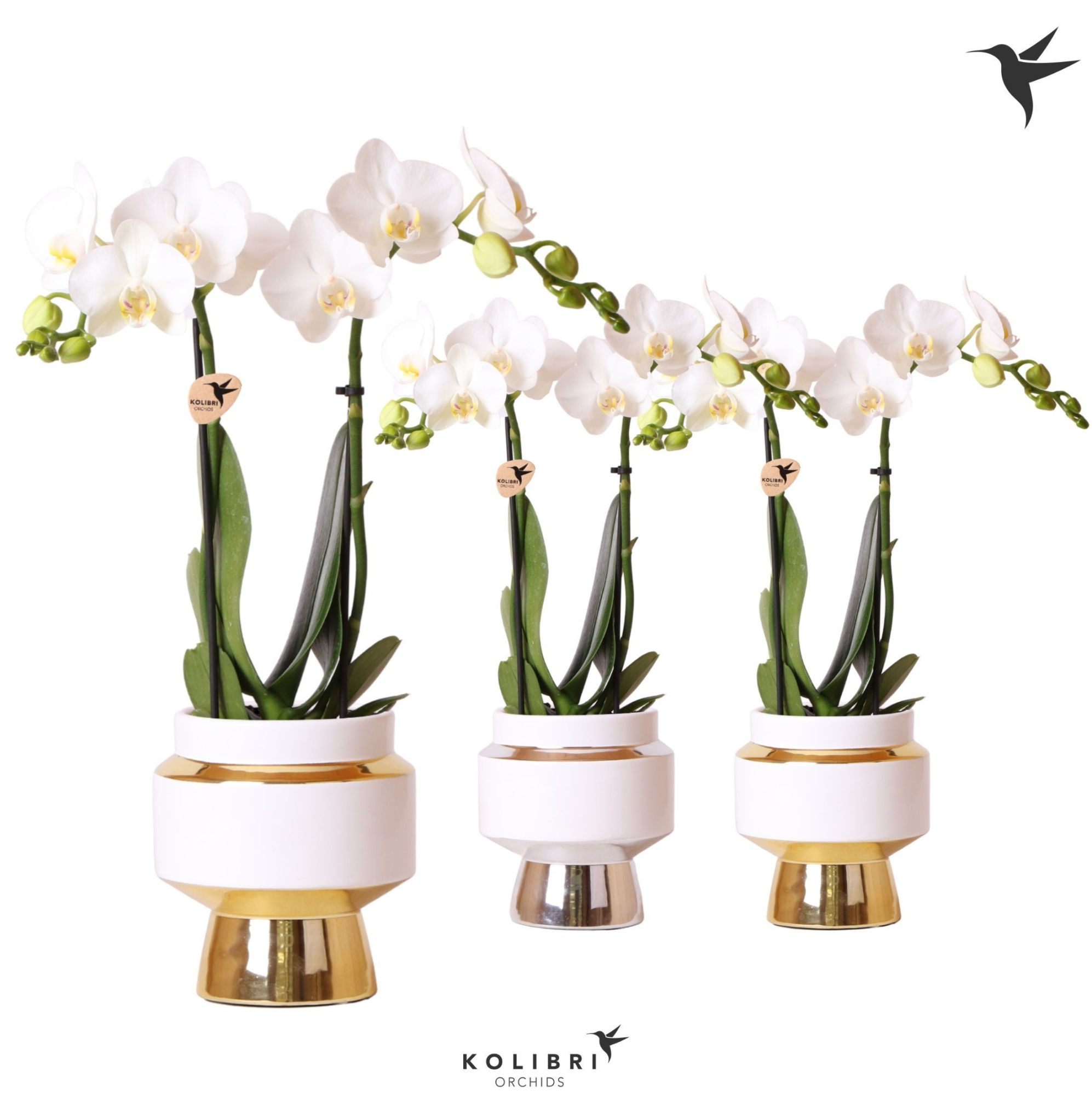 Kolibri Orchids Phalaenopsis white 2 spike in Le Chic pot mix, D 9