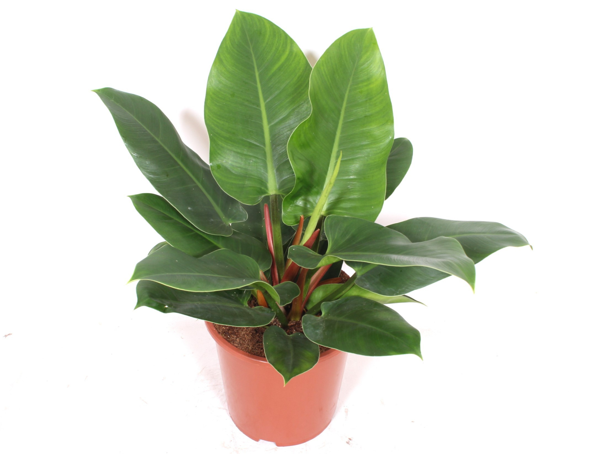 Philodendron Imperial Green, D 27