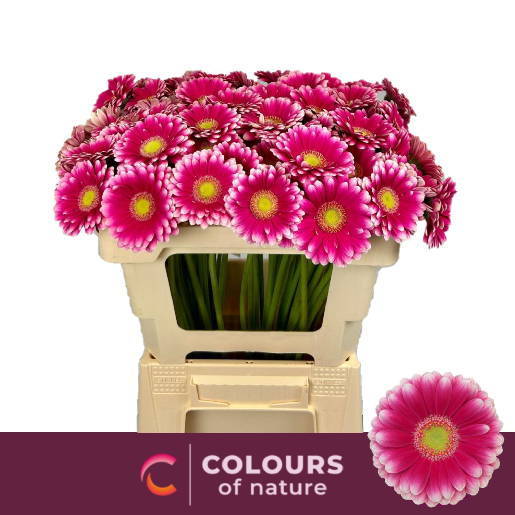 Гермини Лауда, шт.