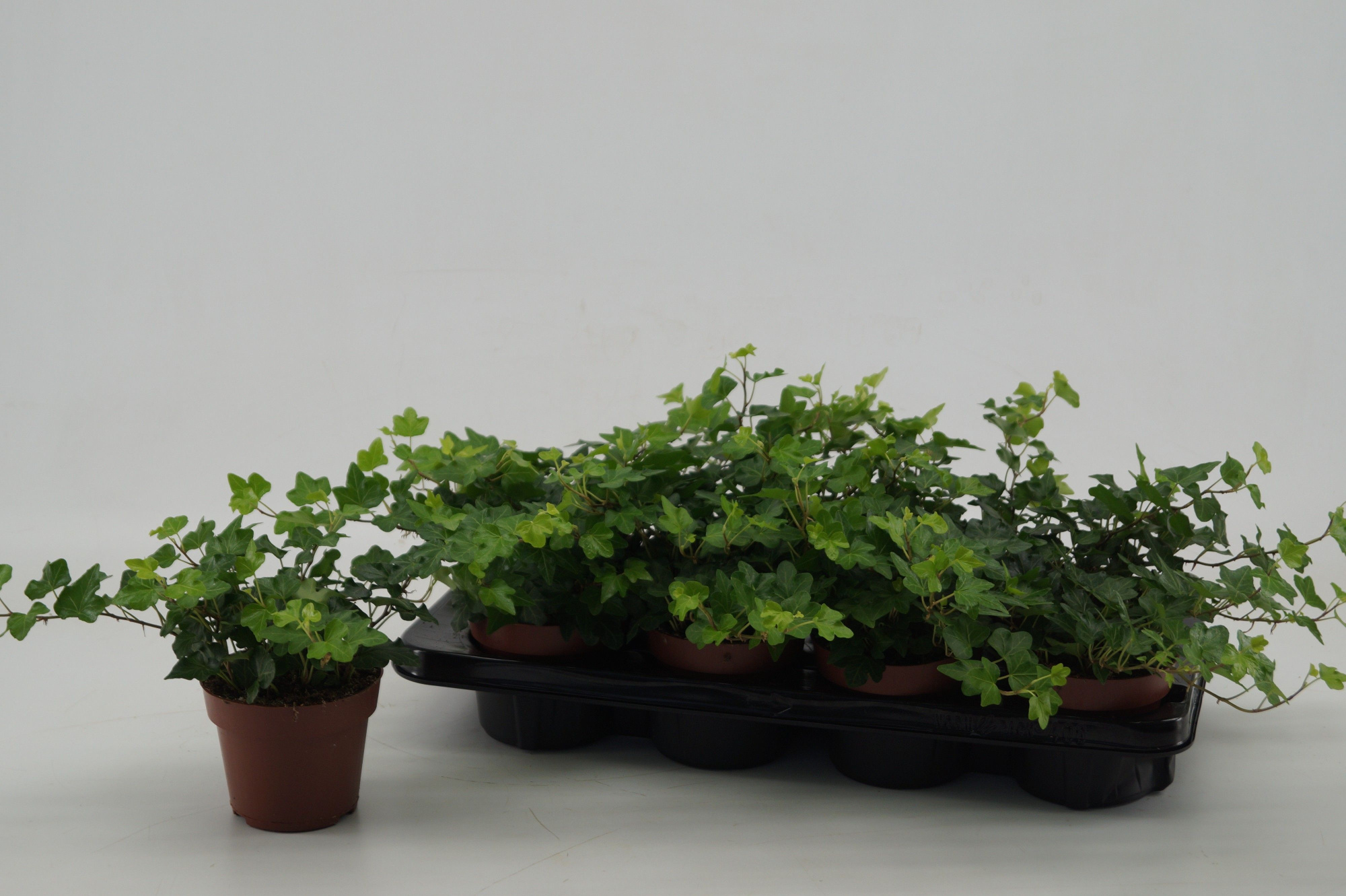 Hedera Overig groen 12 cm, D 12 cm