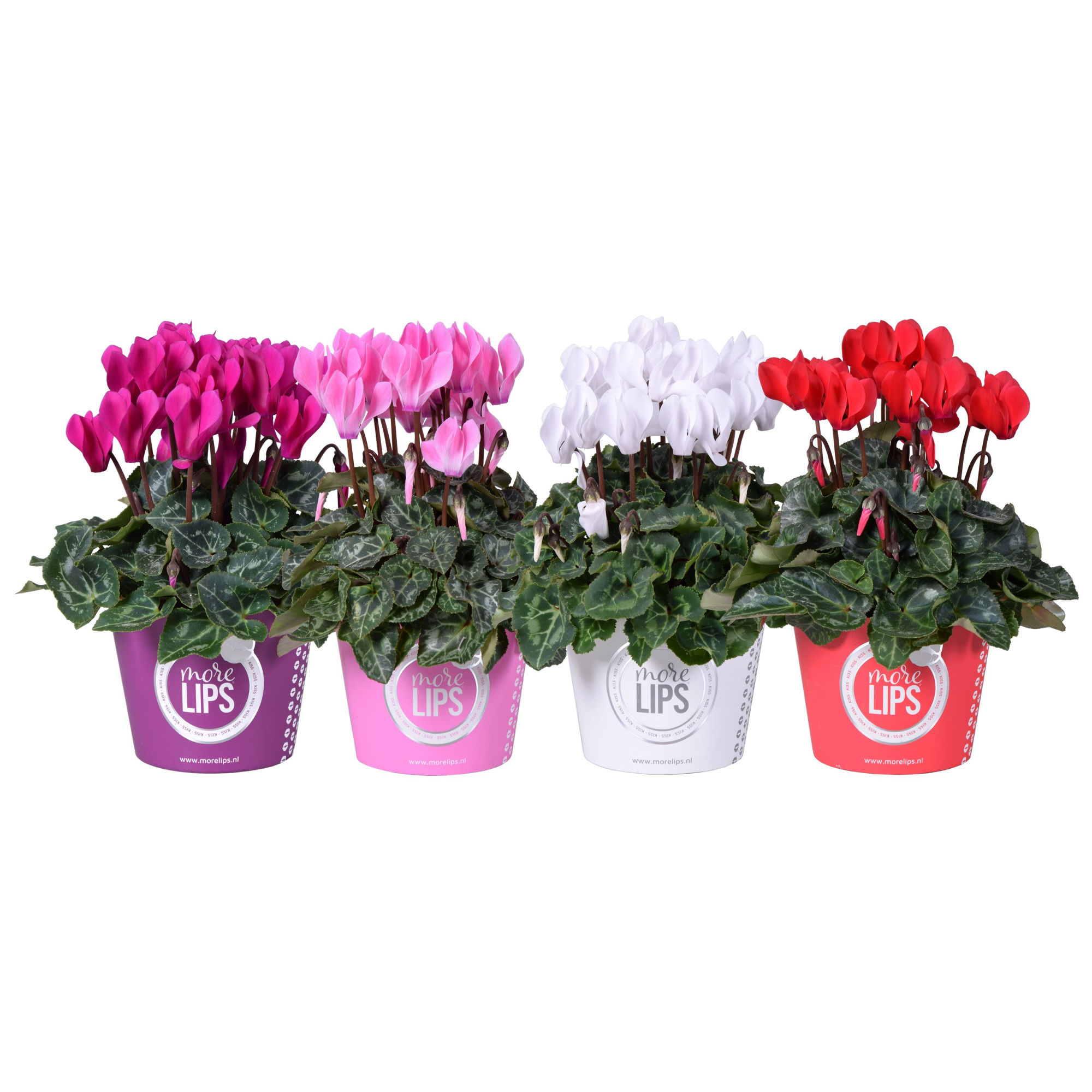 MoreLIPS® Cycl mixLAAG potcover color, D 10,5