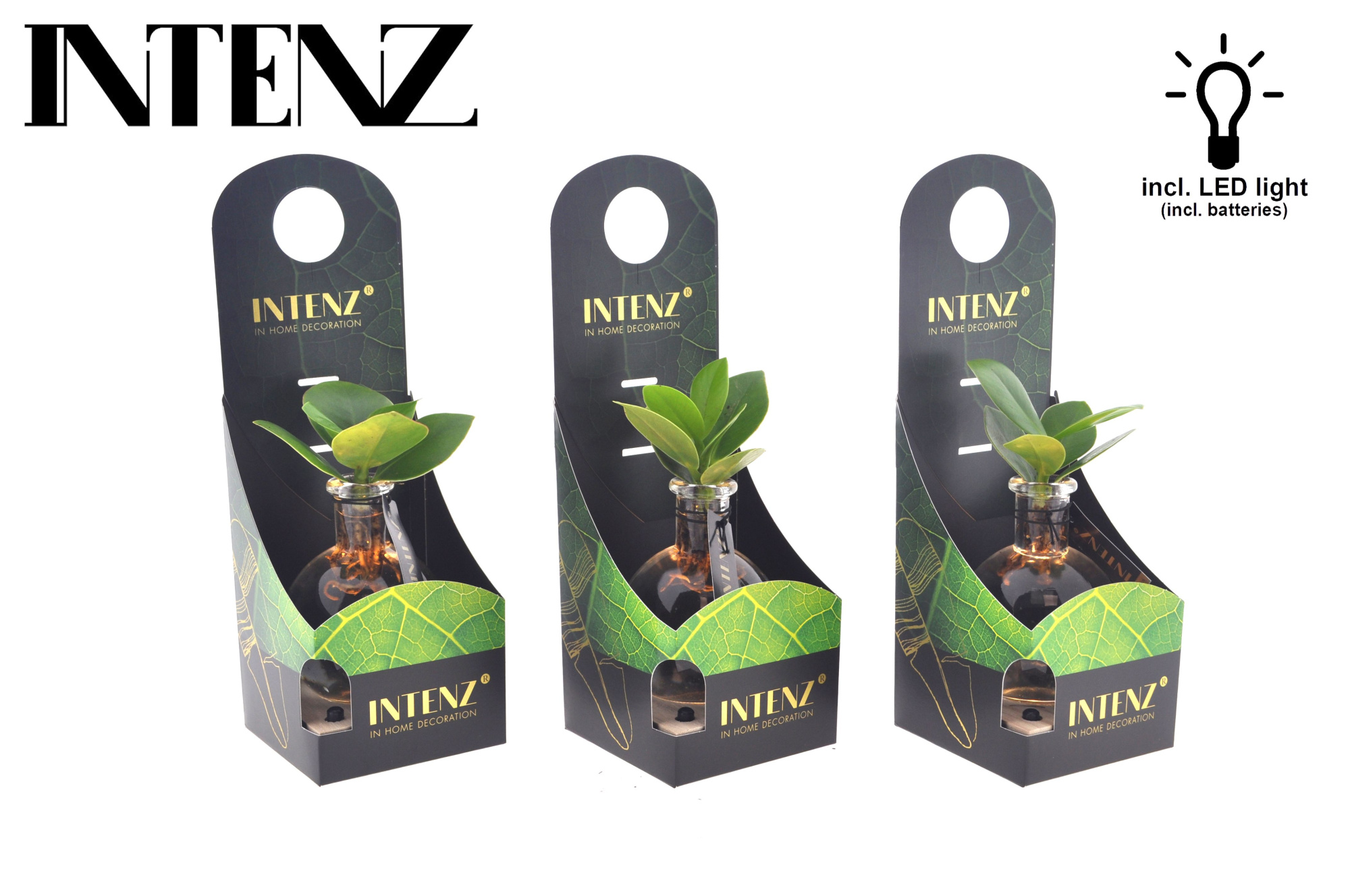 Clusia in Samoa glas + LED + verpakking-levertijd 24ur, D 5 cm