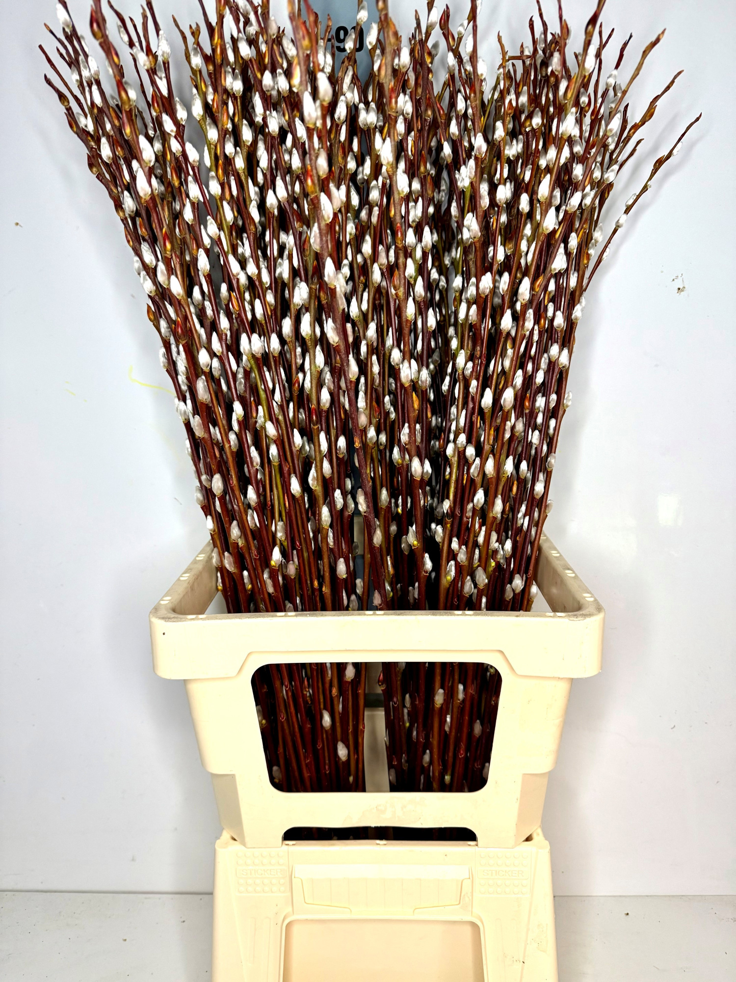 Саликс Вилгенкатьес 80, шт.