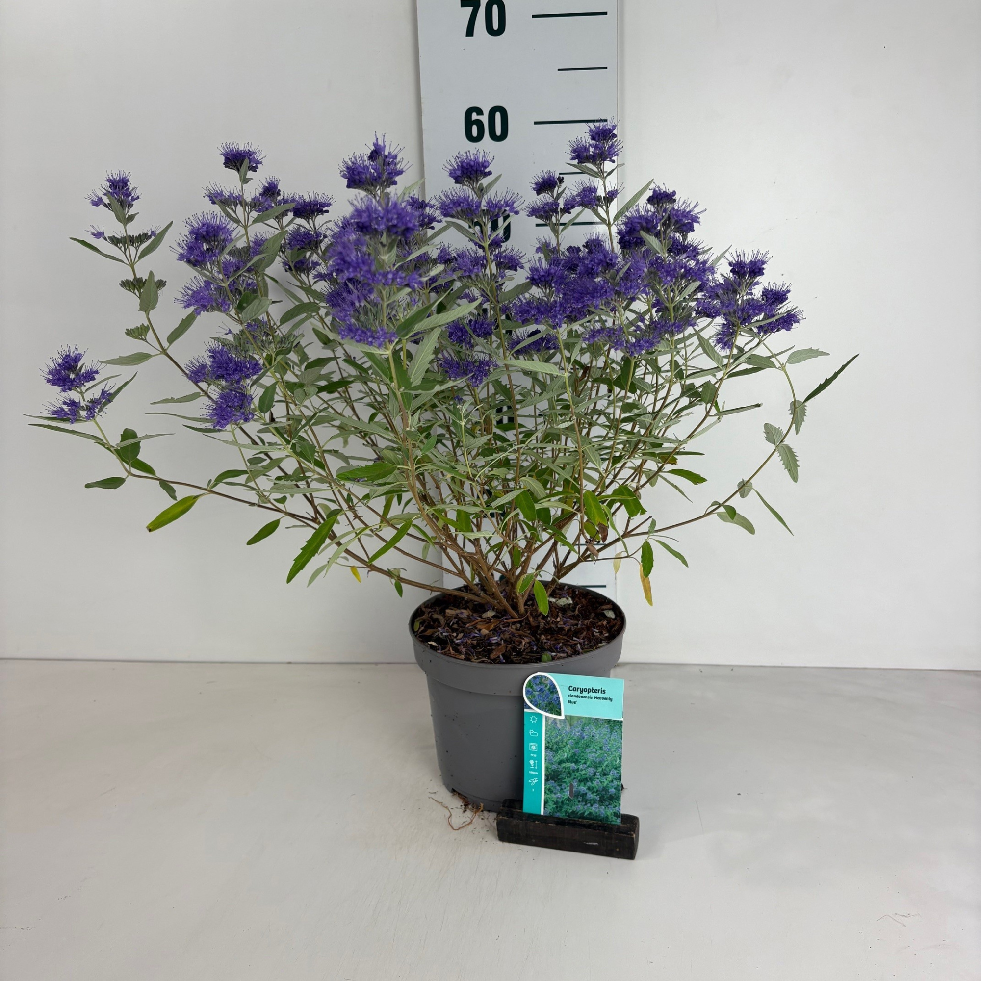 Caryopteris cland. Heavenly Blue, D 20 cm