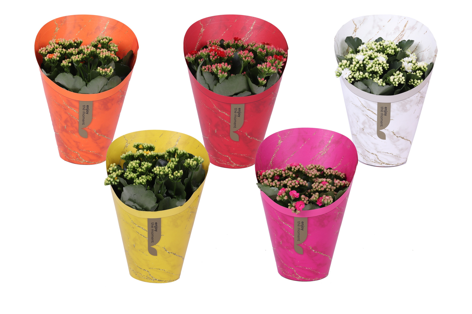 KP-894.1 - Kalanchoe Rosalina 15cm in Gifts cover, D 15