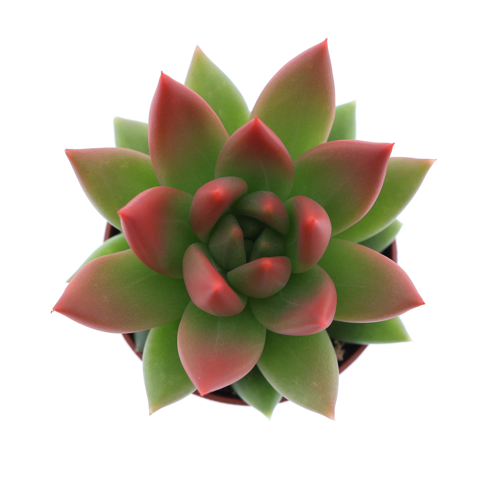 Miranda tips red, D 5,5 cm