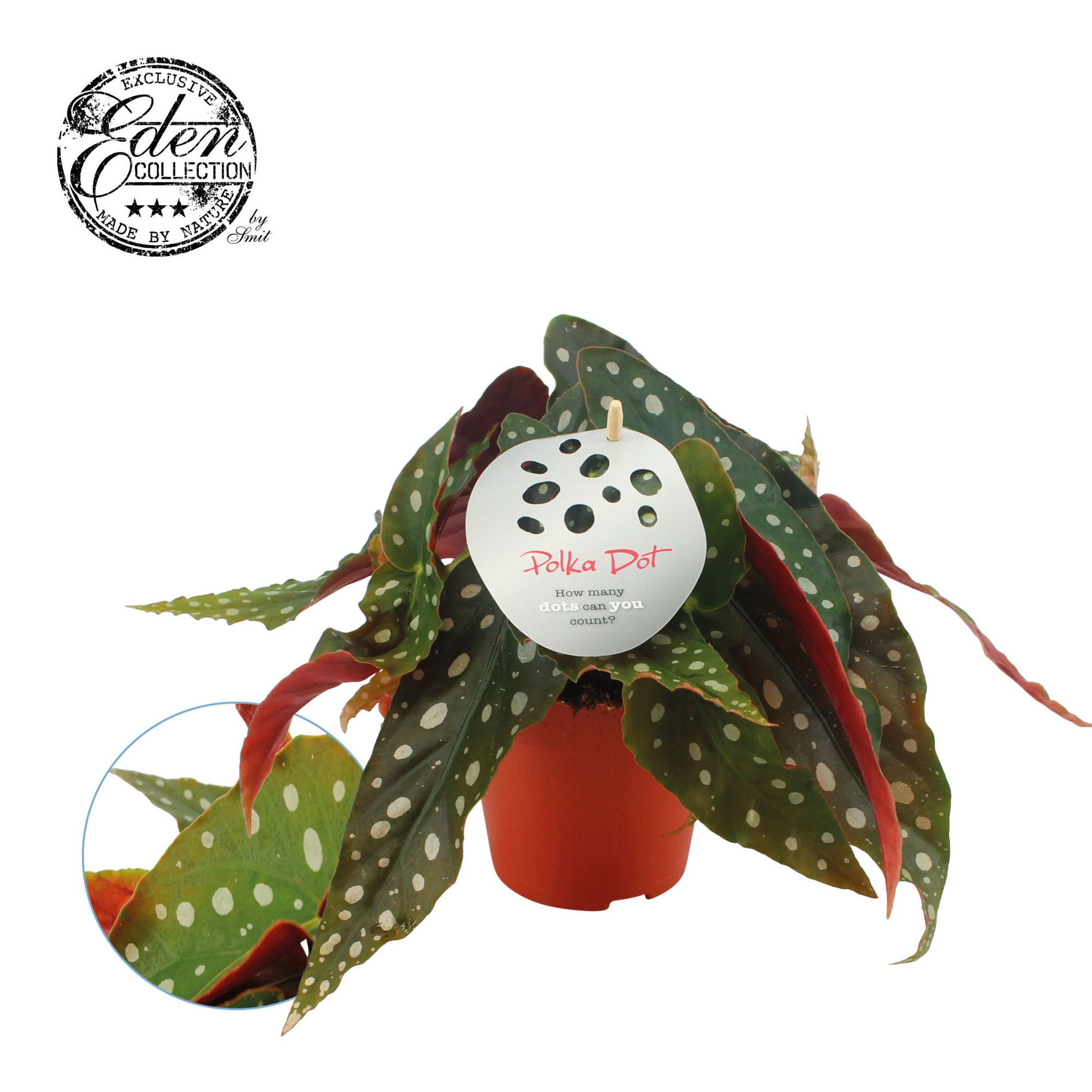 Begonia Maculata 12cm Duits etiket, D 12 cm