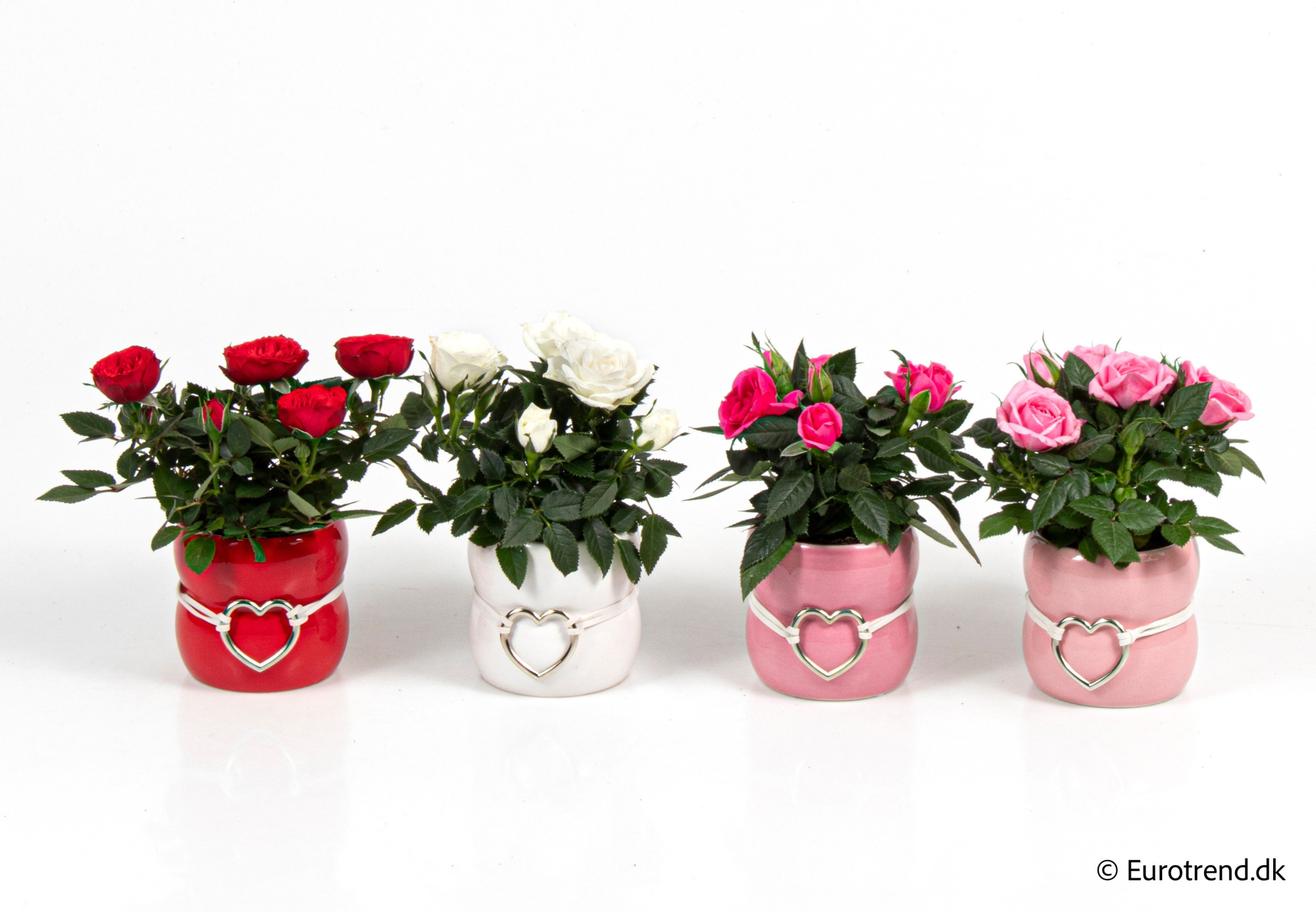 Roses in Valentine ceramic 2026, D 6