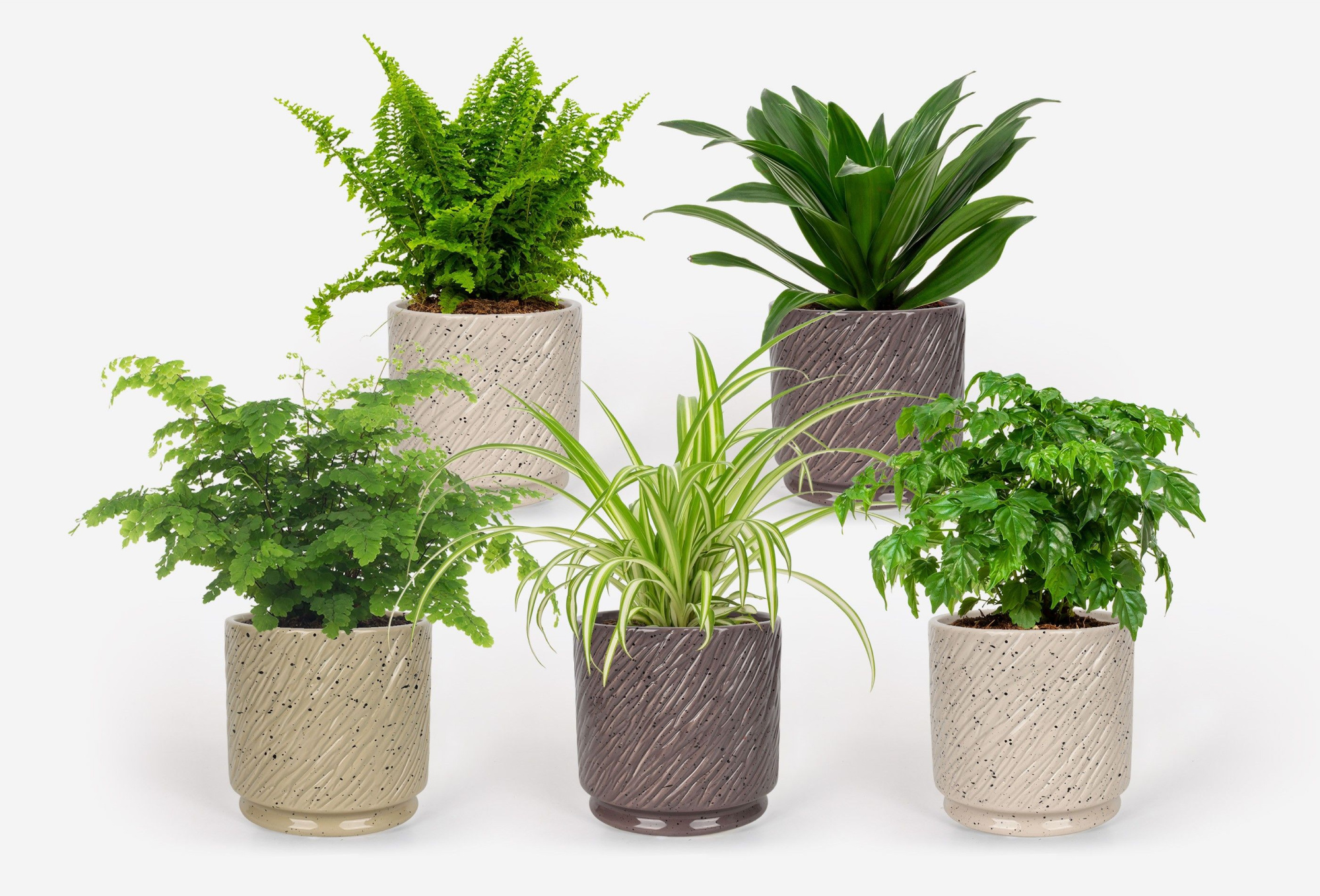 2025 - Groen Mix 12cm - Classic - Aedia, D 12 cm