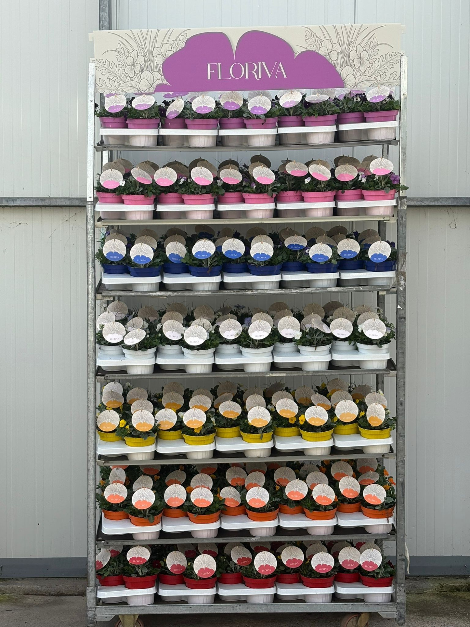 Floriva Cornuta/Grass Mix CC, D 15