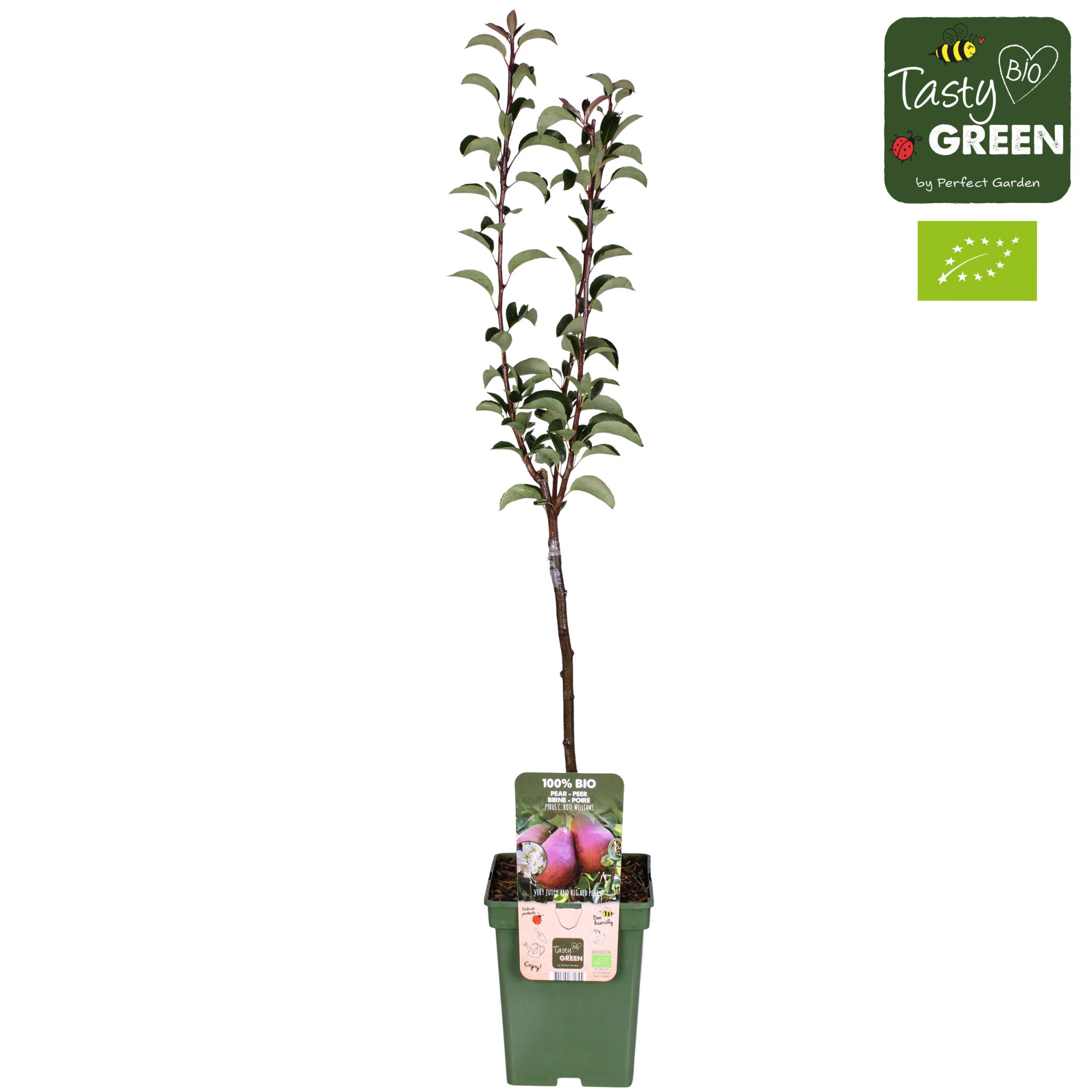 Pyrus communis 'Rote Williams' Bio P23, D 23 cm