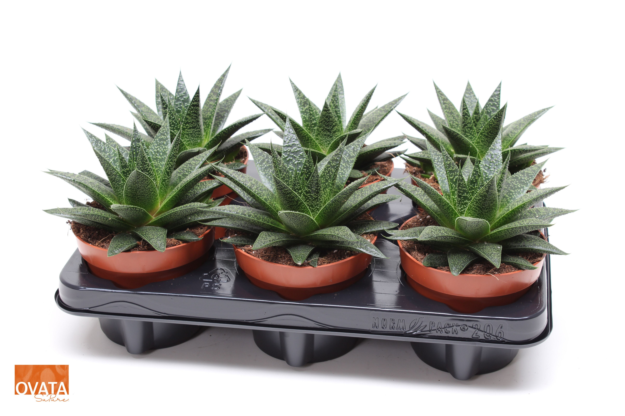Gasteria noa 12 ROCKS, D 12 cm