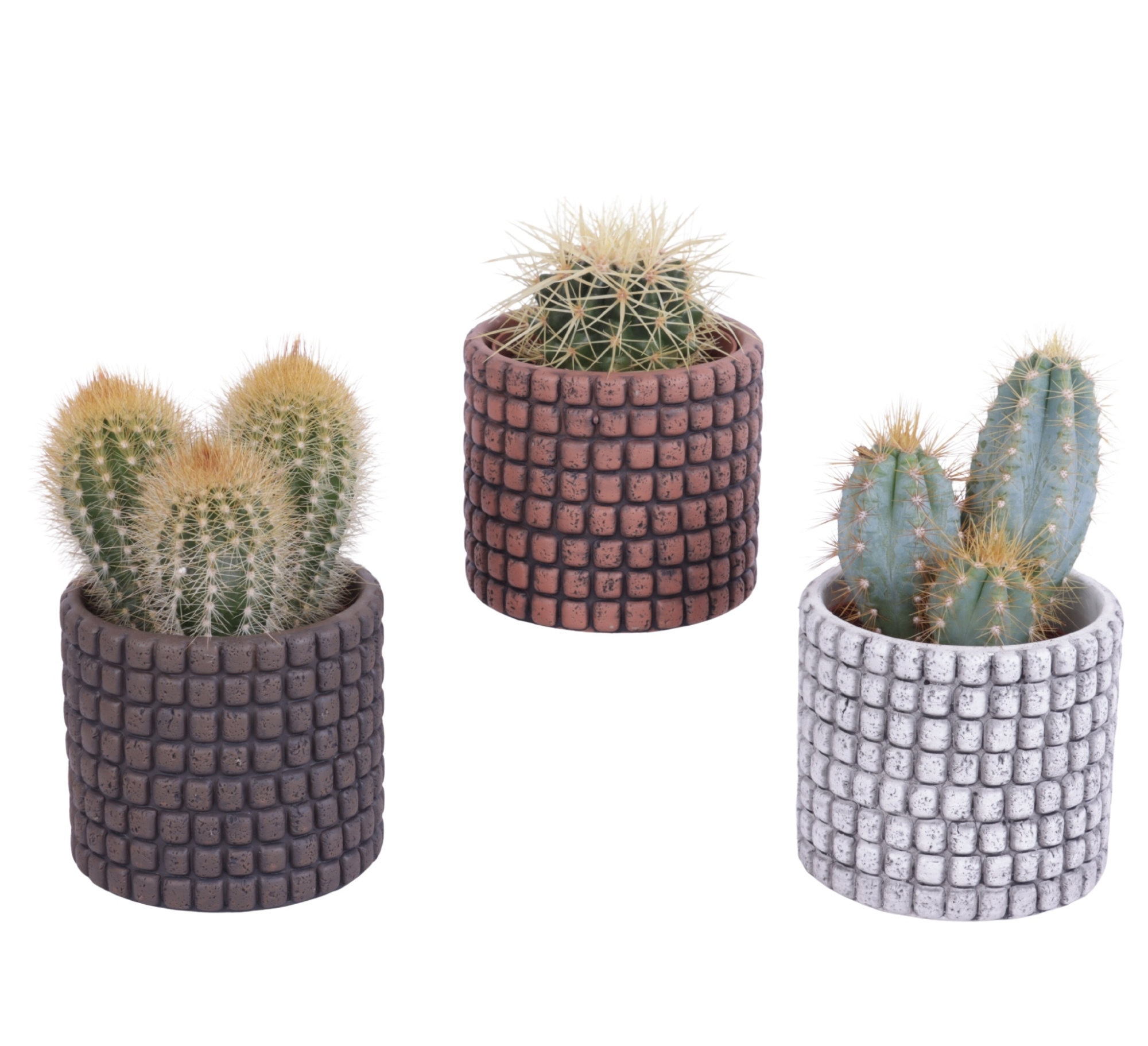 Cactus mix Ø8,5cm in Ø10cm Ceramic Pot Stone Texture, D 10