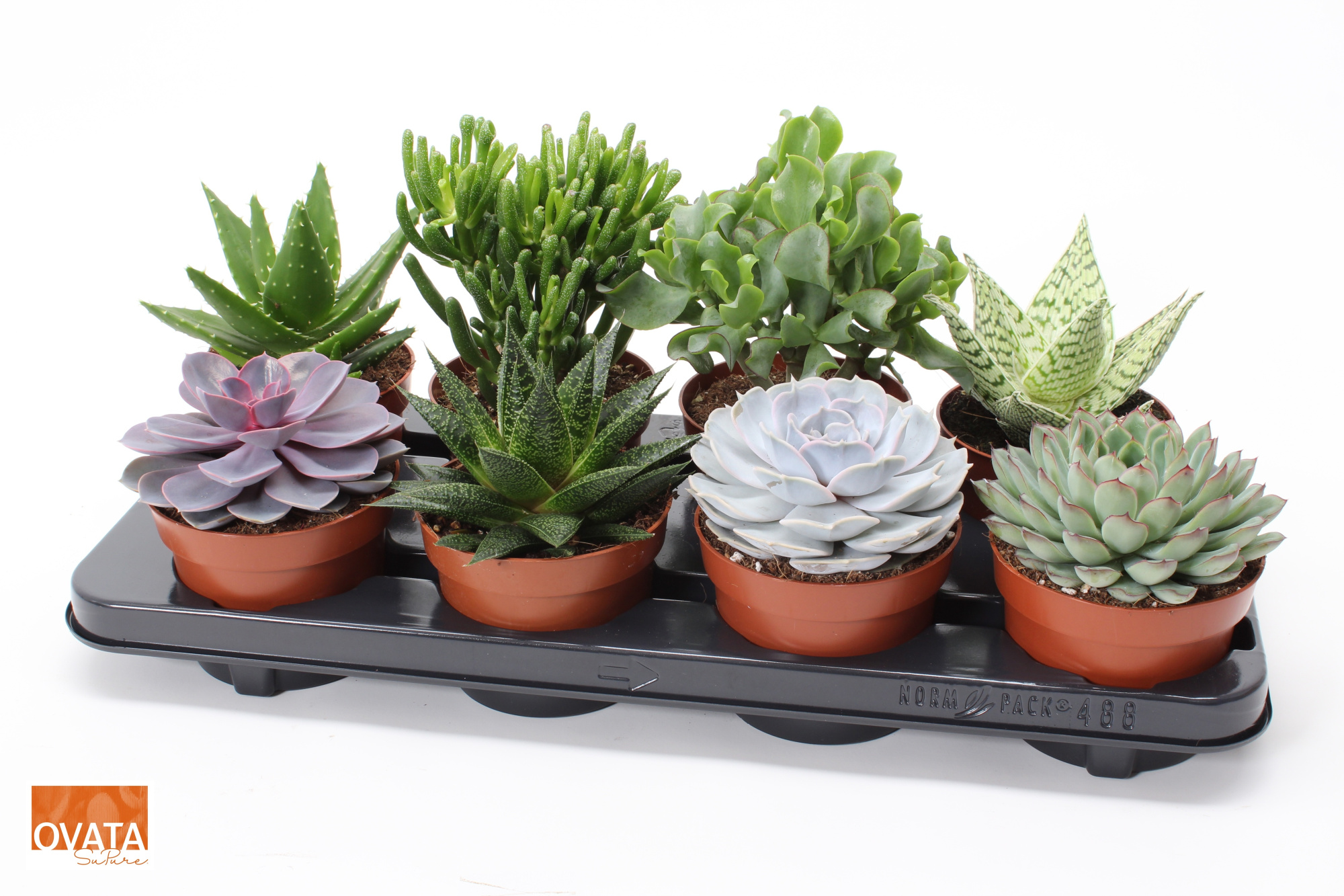 Succulent mix 12 UK - NON CITES, D 12 cm