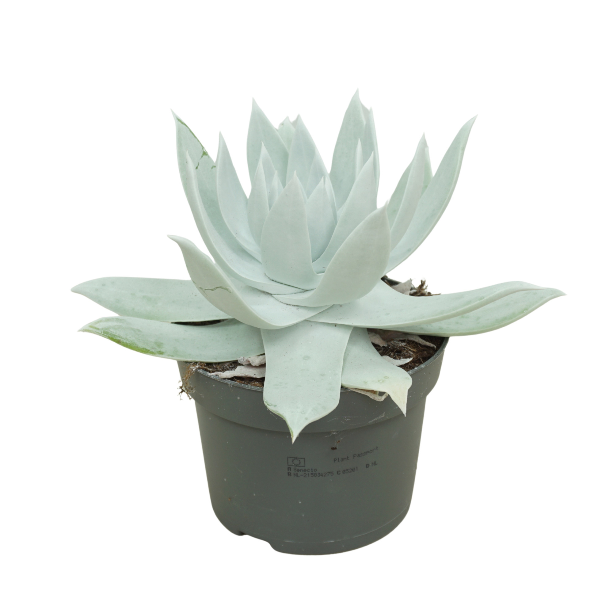 Dudleya 13 cm, D 13