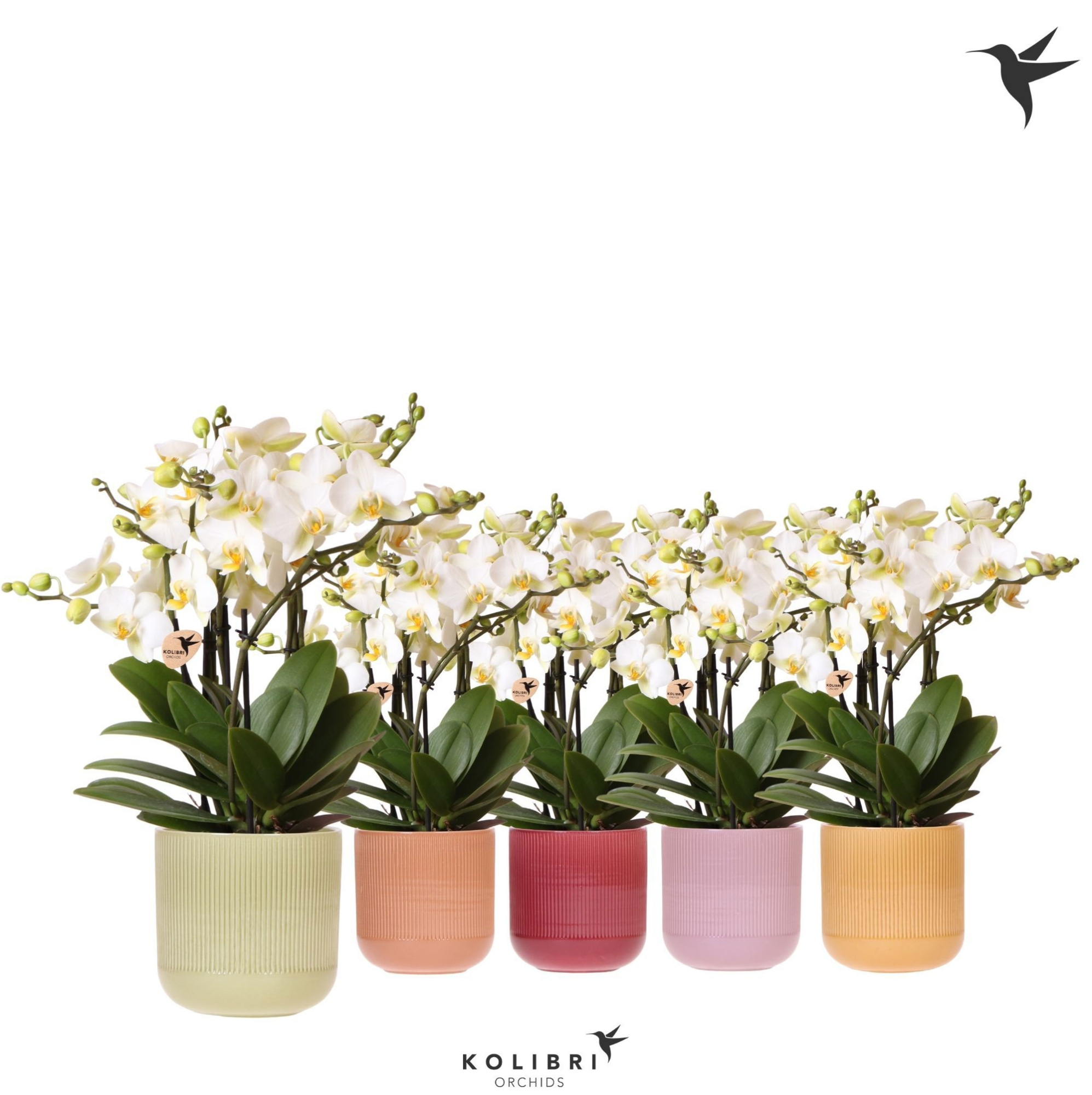 Kolibri Orchids Phalaenopsis Blossom Lausanne 6 spike in Flare pot mix, D 12