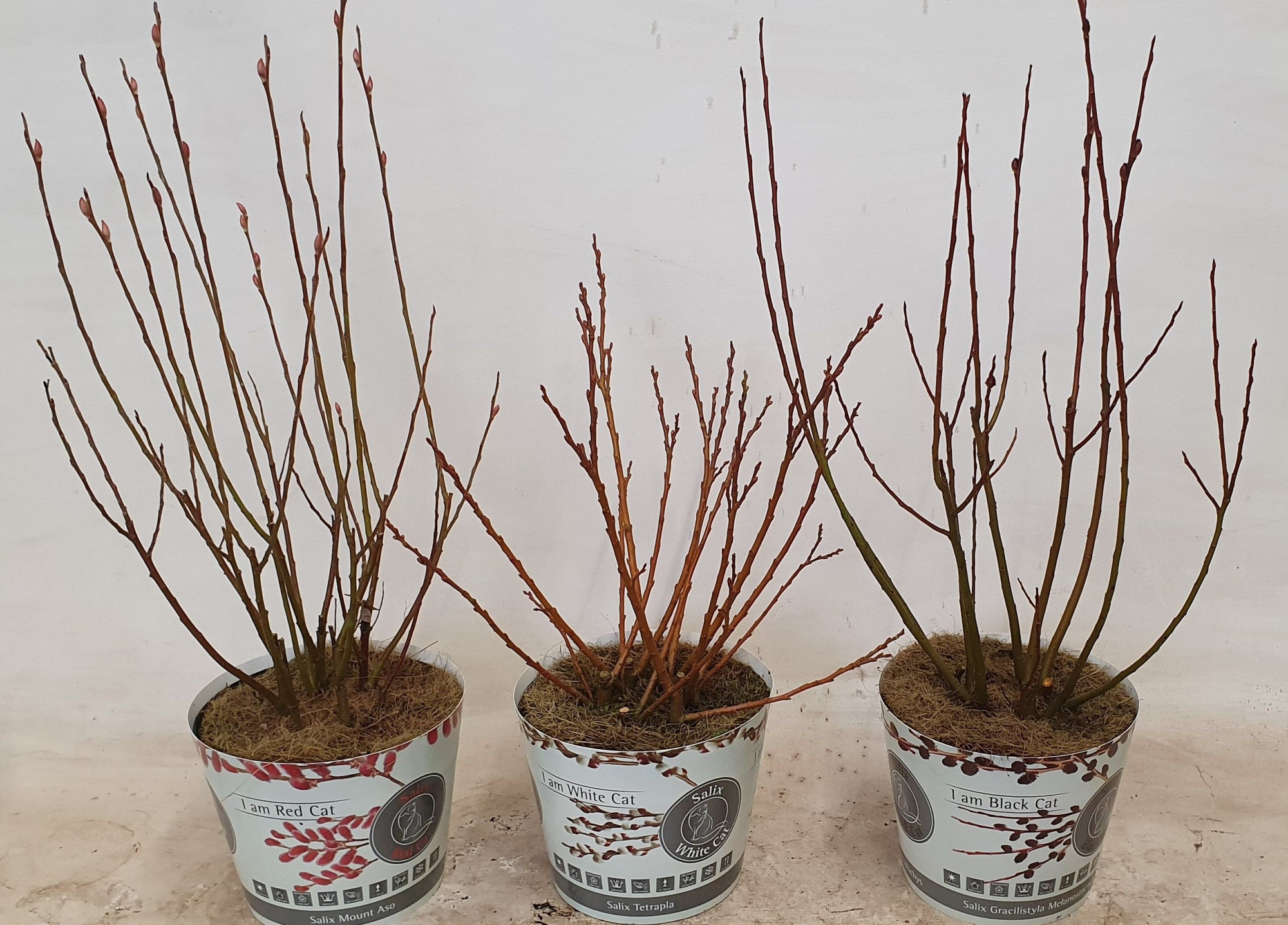 Salix mix bush cat p17 potcover, D 17