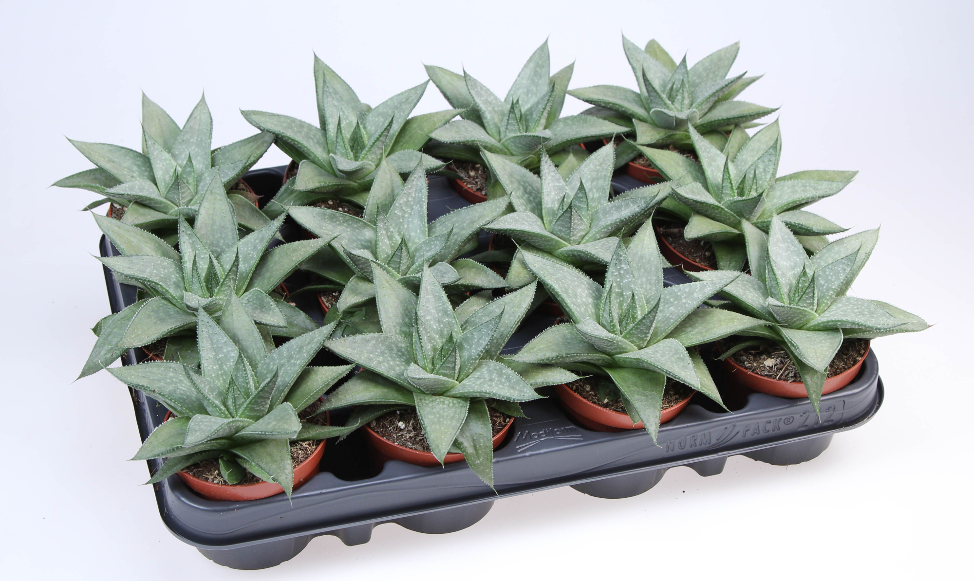 Gasteria Wonder, D 8,5