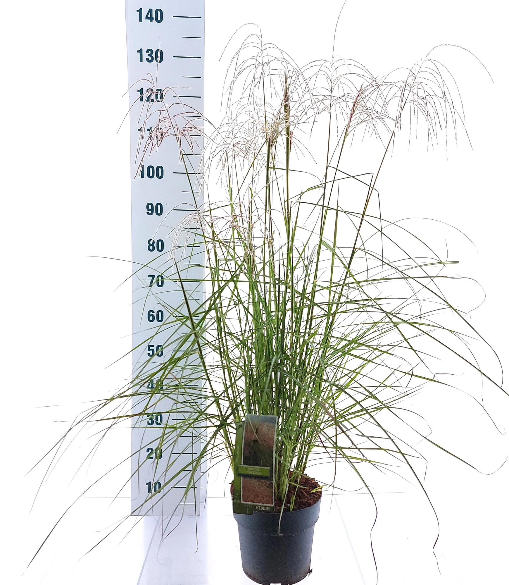 Miscanthus sin. 'Pink Cloud', D 23 cm