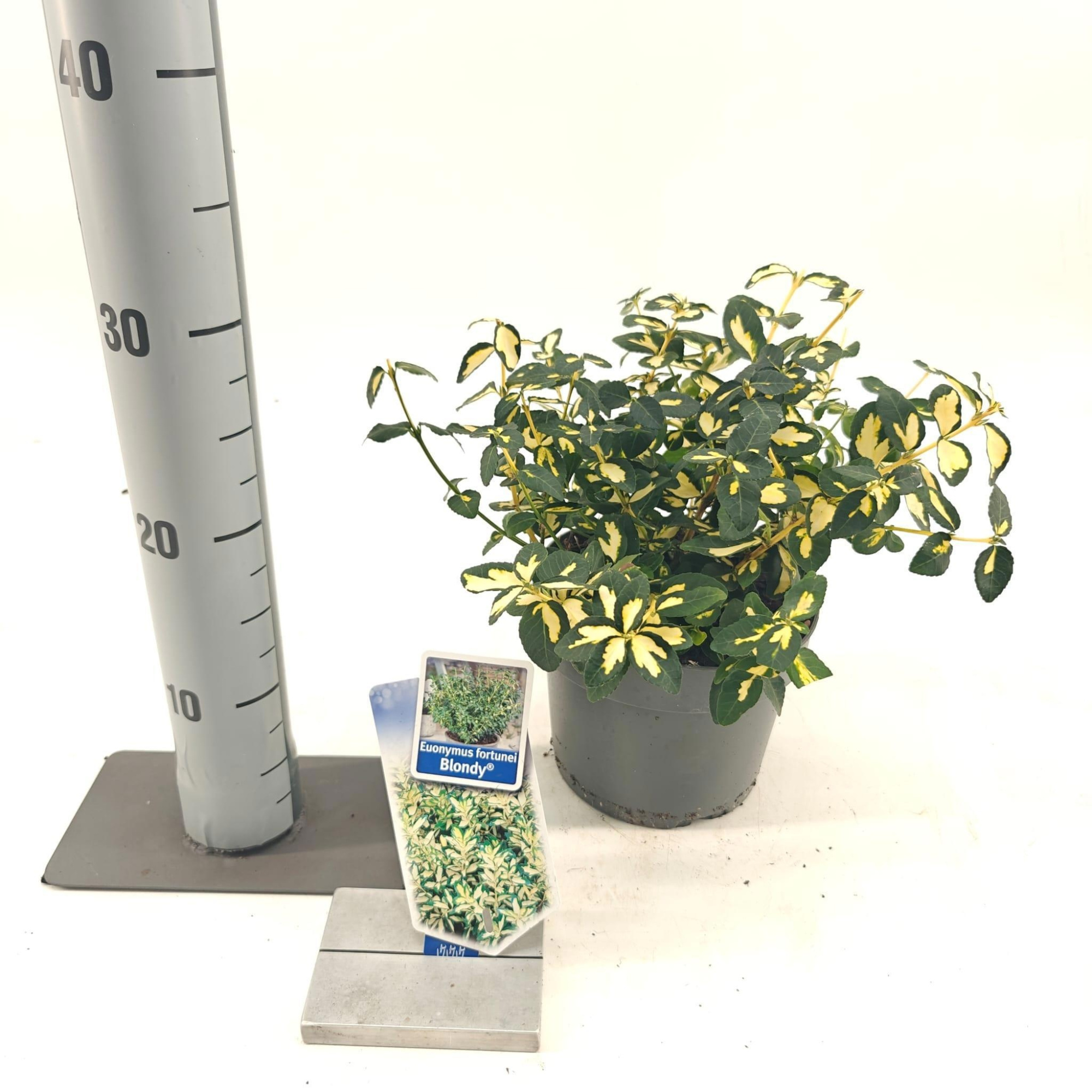 Euonymus fort. 'Blondy'®, D 17