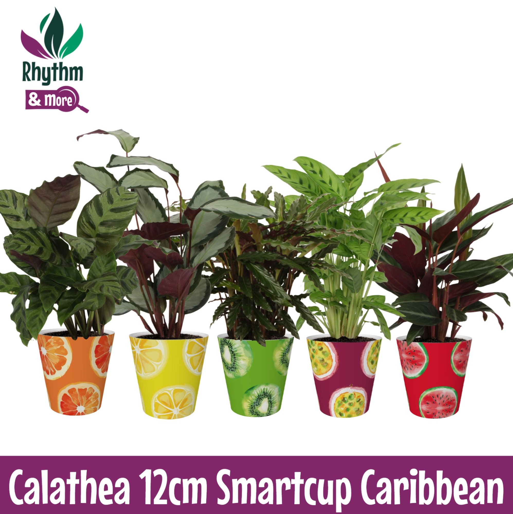 Calathea Mix in Carribean Smartcup Rhythm & More, D 12 cm