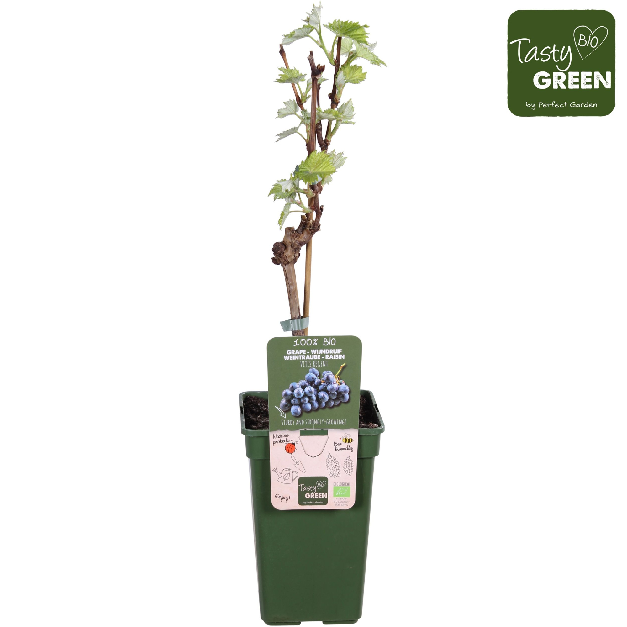 Vitis Regent (geënt) Bio P19, D 19