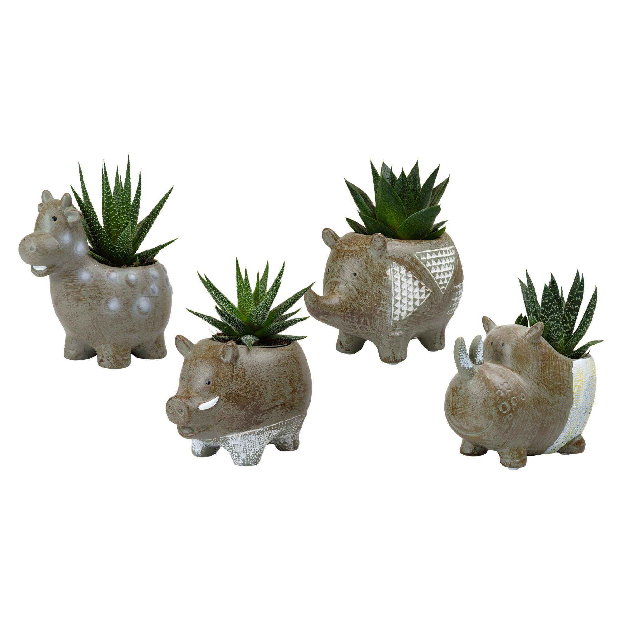 Grazers with Succulent mix, D 6 cm