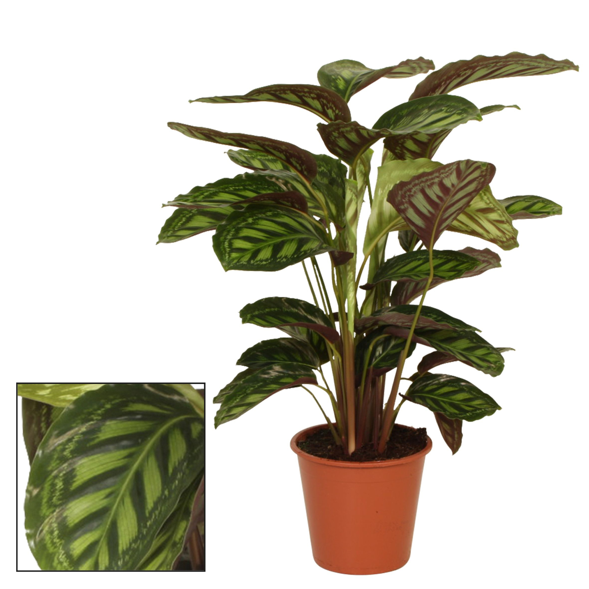Calathea 19cm Flamestar, D 19 cm