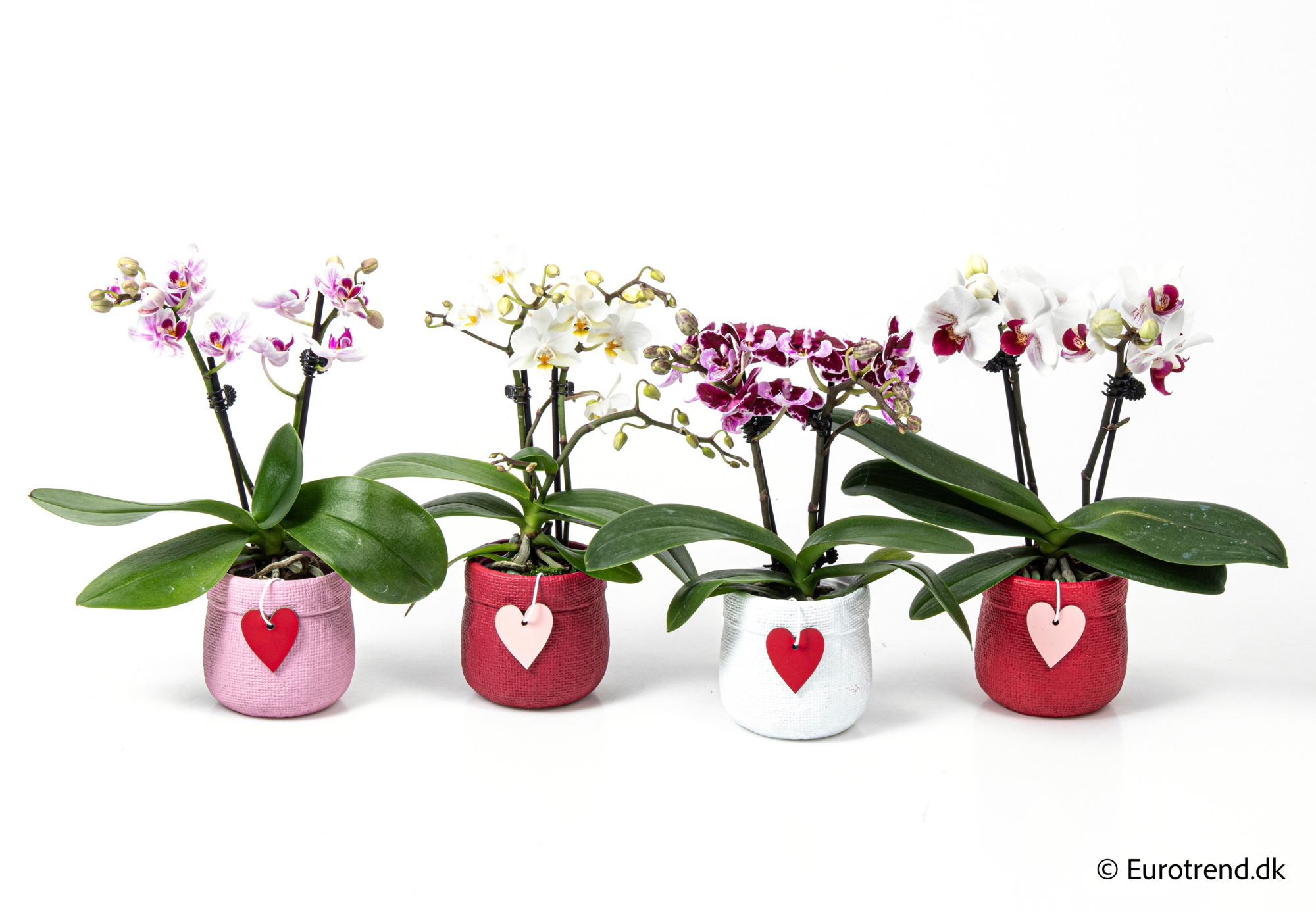 Phalaenopsis in Valentine ceramic 2026, D 6
