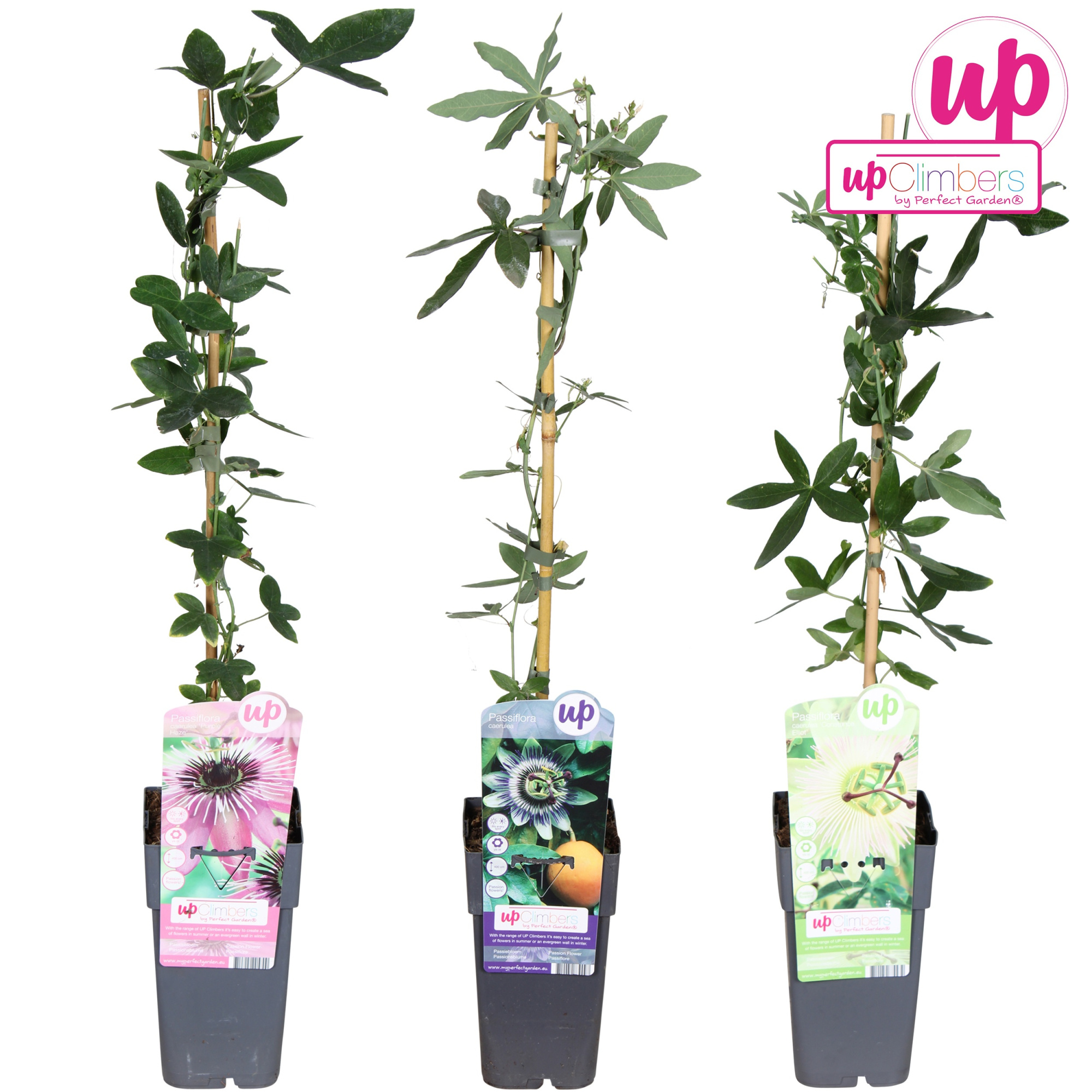 Passiflora mix laag P15, D 15 cm