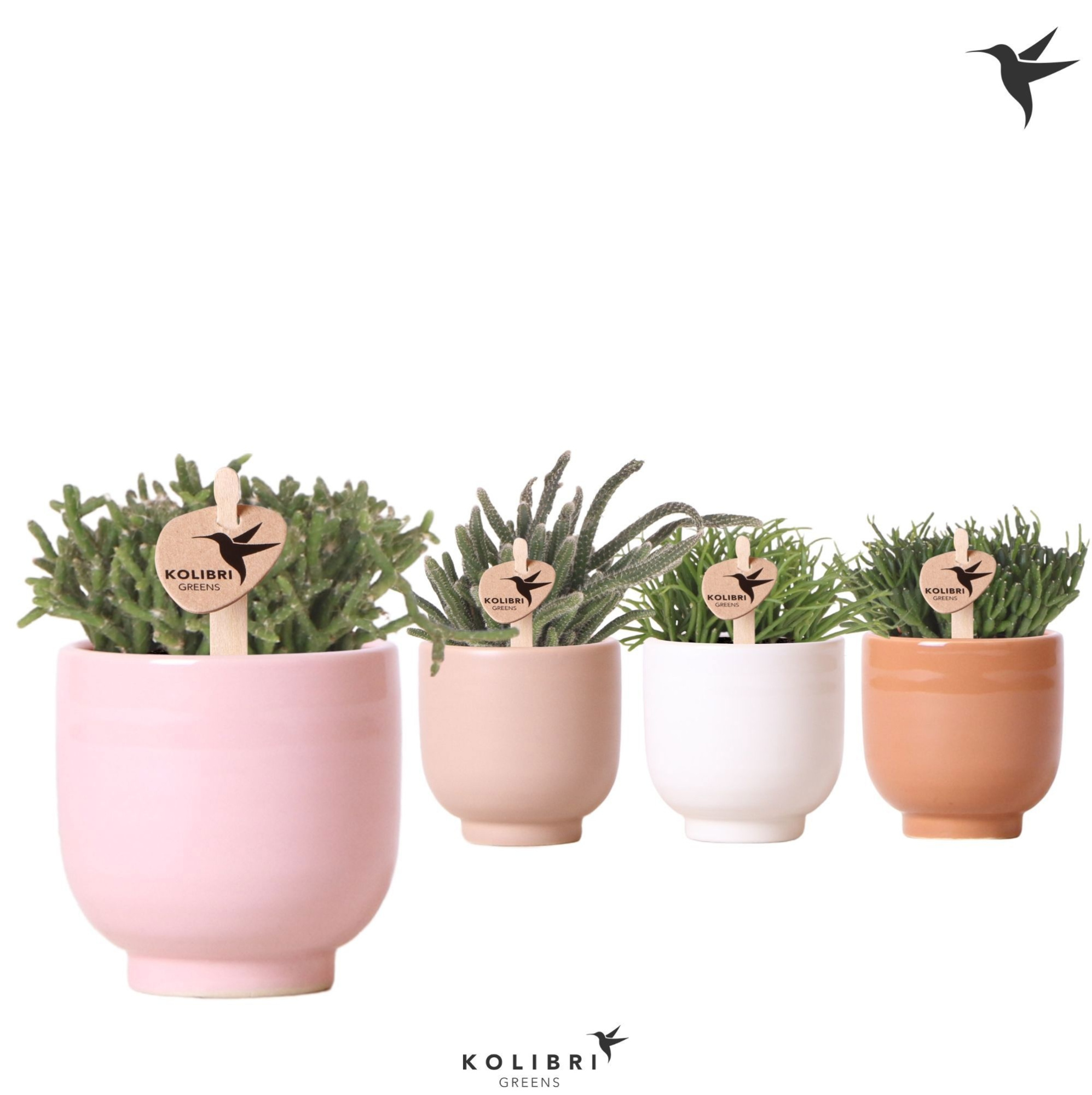 Kolibri Greens Rhipsalis mix in Glazed pot mix, D 6 cm