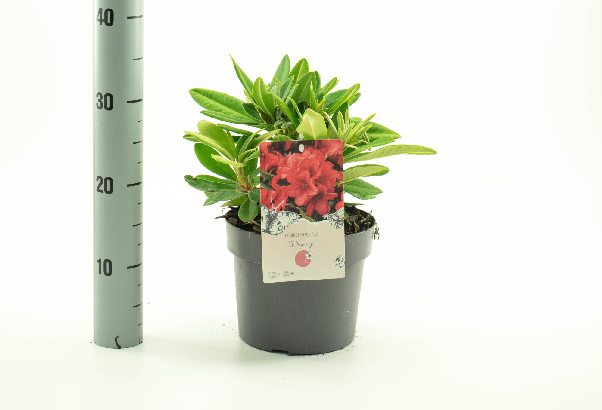 Rhododendron (Y) 'Dopey', D 19 cm