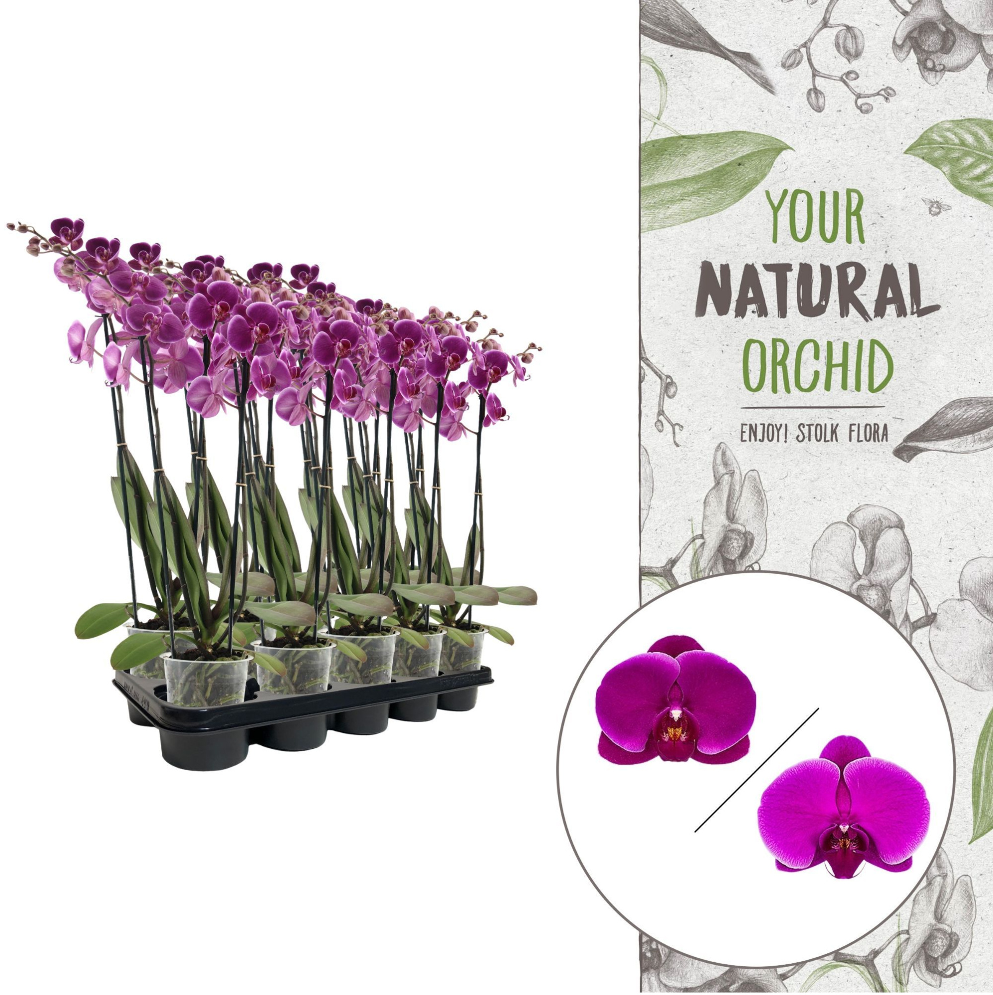 Your Natural Orchid | Purple | Phalaenopsis 3 spike, D 12