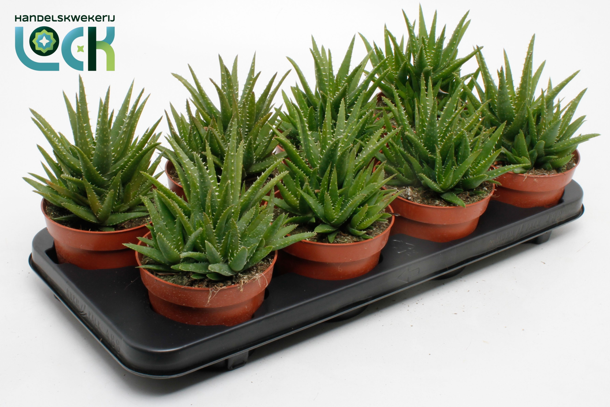 Aloe Vera Verini, D 12