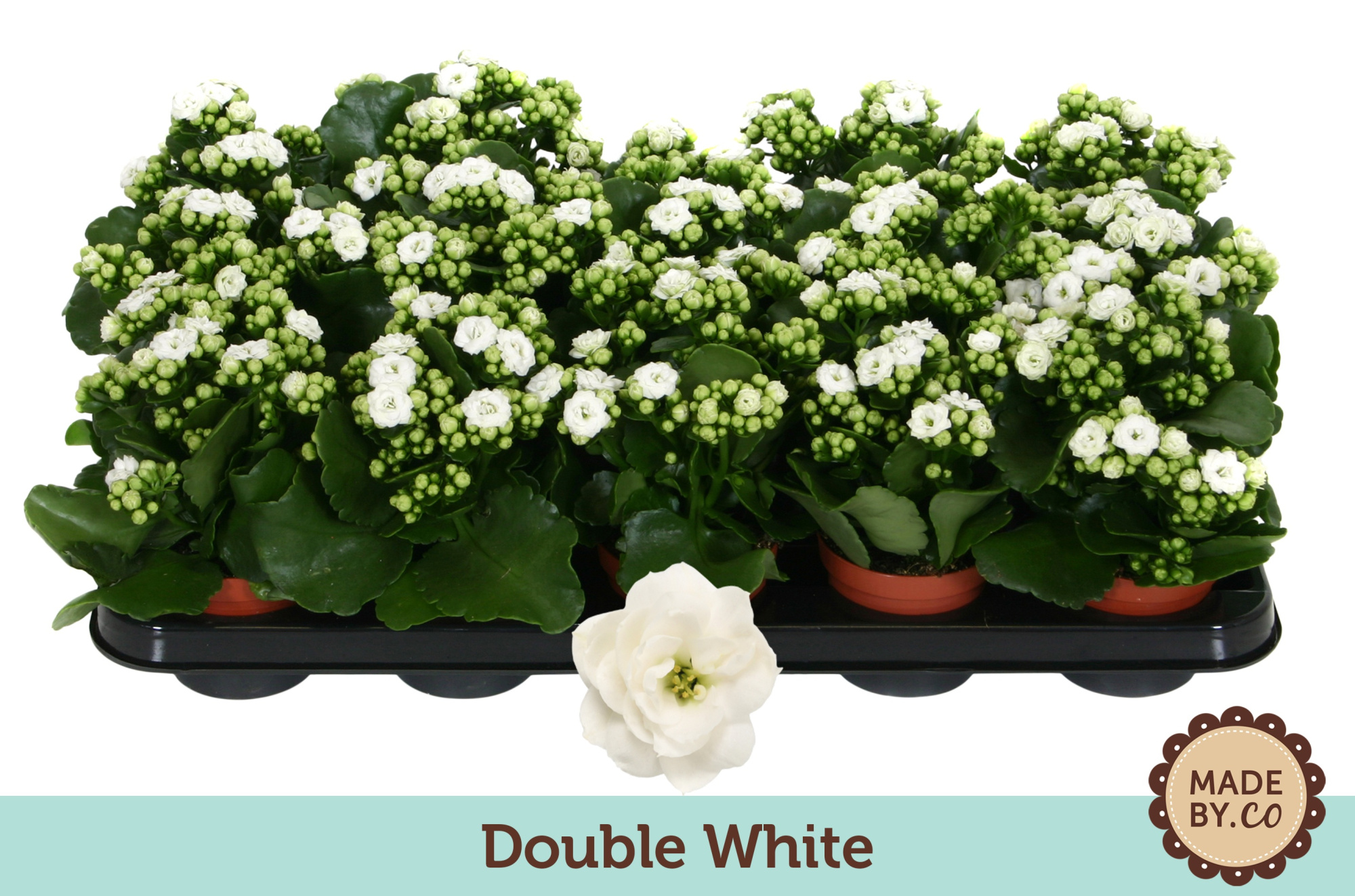 Kalanchoë Double White - no sleeve, D 9