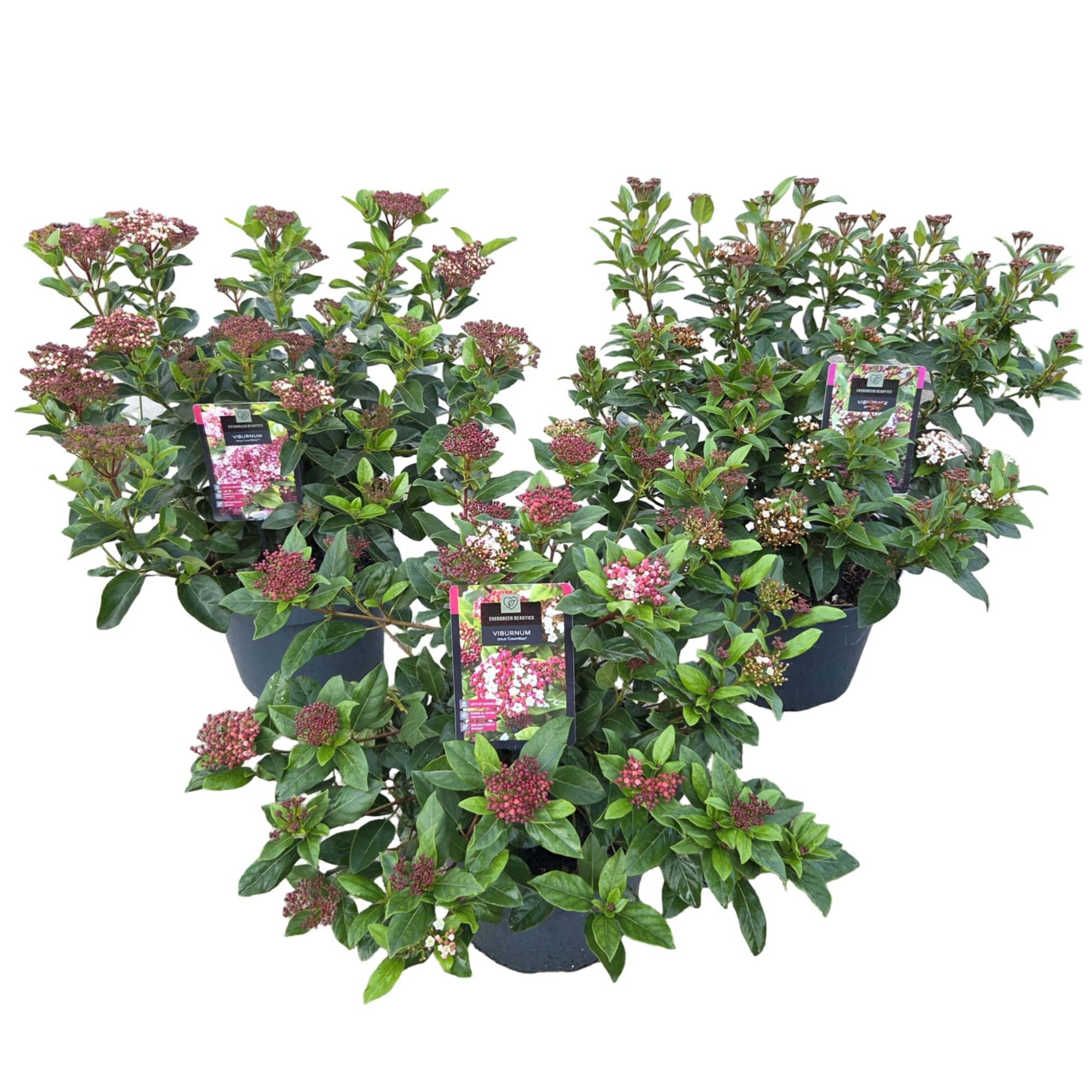 Viburnum tinus Mix, D 26 cm