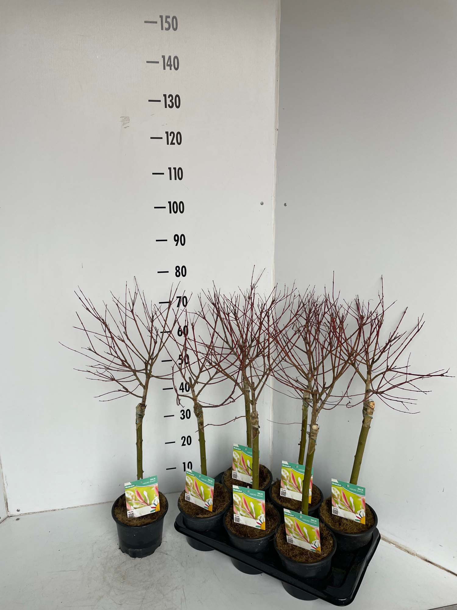 Salix integra Hakuro Nishiki, D 14