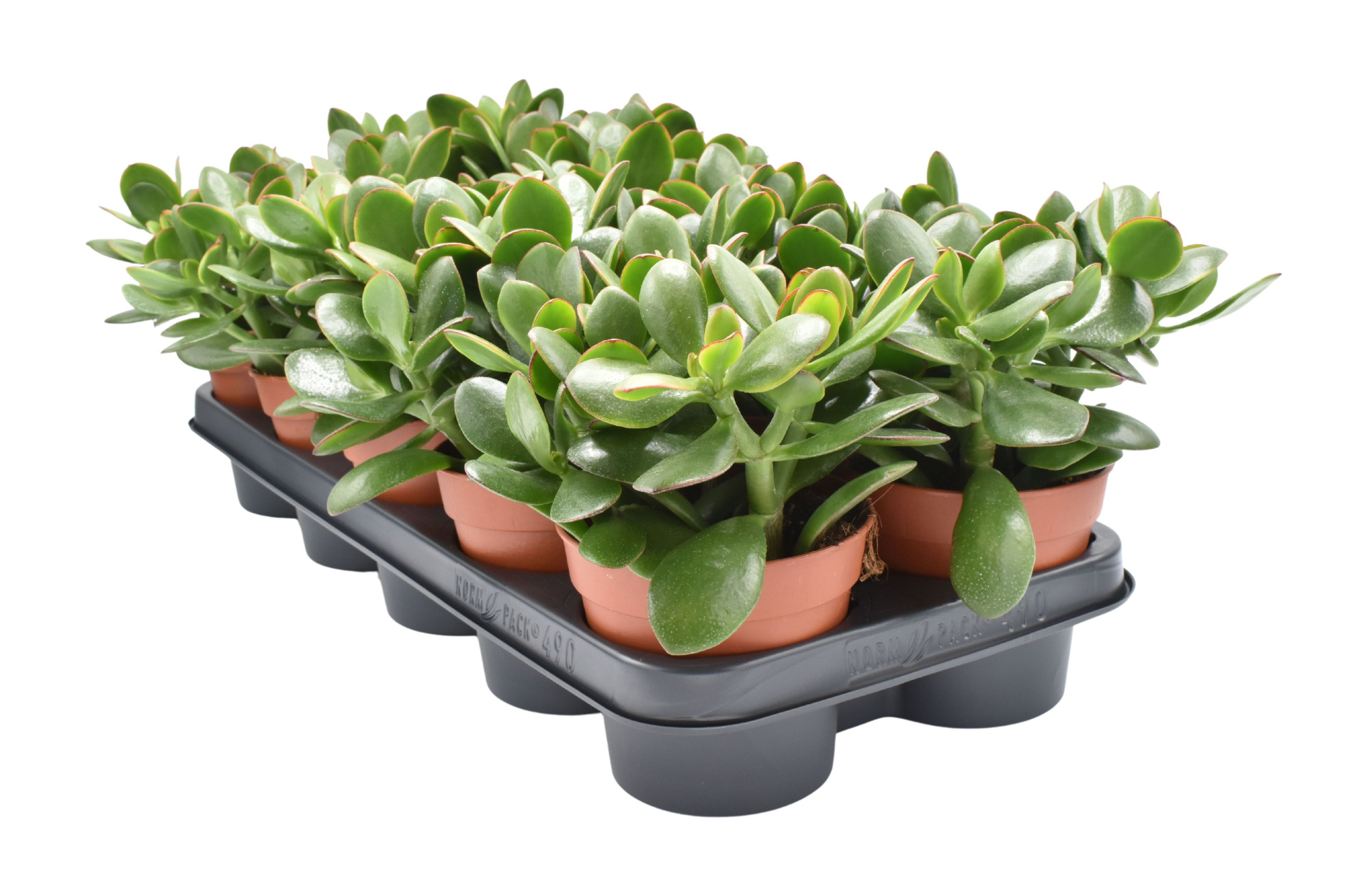 Crassula Ovata Sunset, D 12 cm