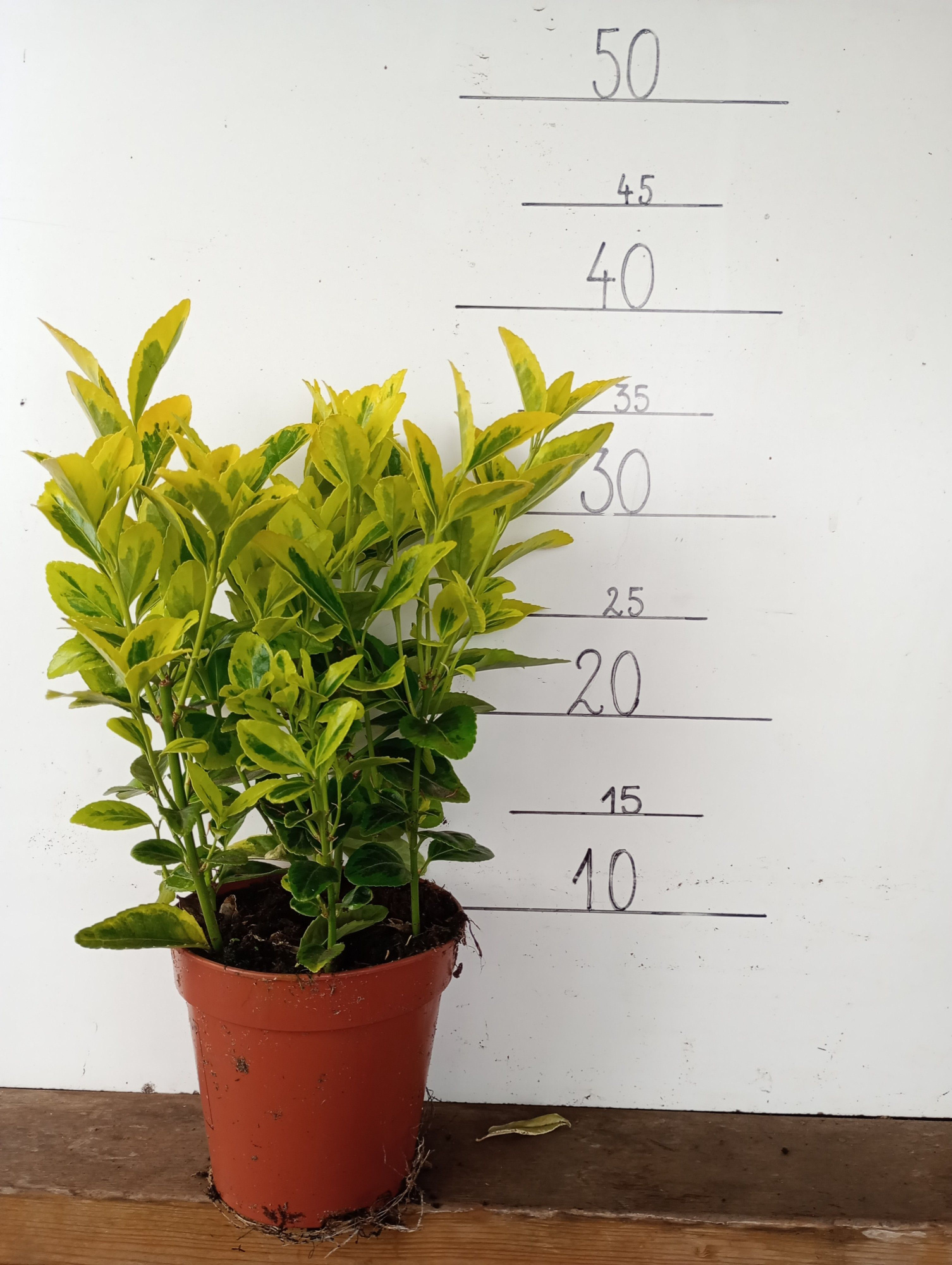 Euonymus japonicus 'Aureus', D 13 cm