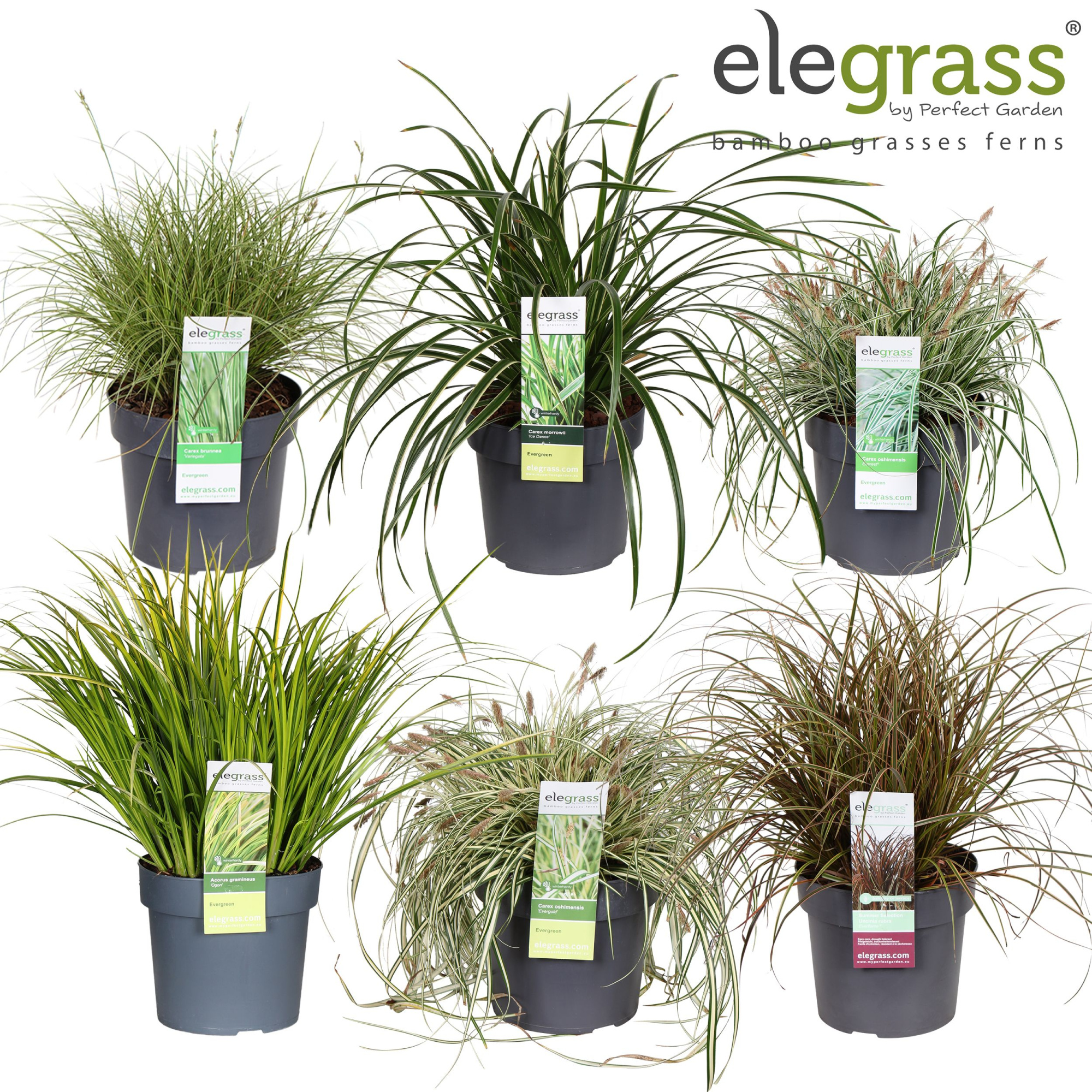 Grassen mix laag los P19 - Elegrass Hardy and Evergreen, D 19
