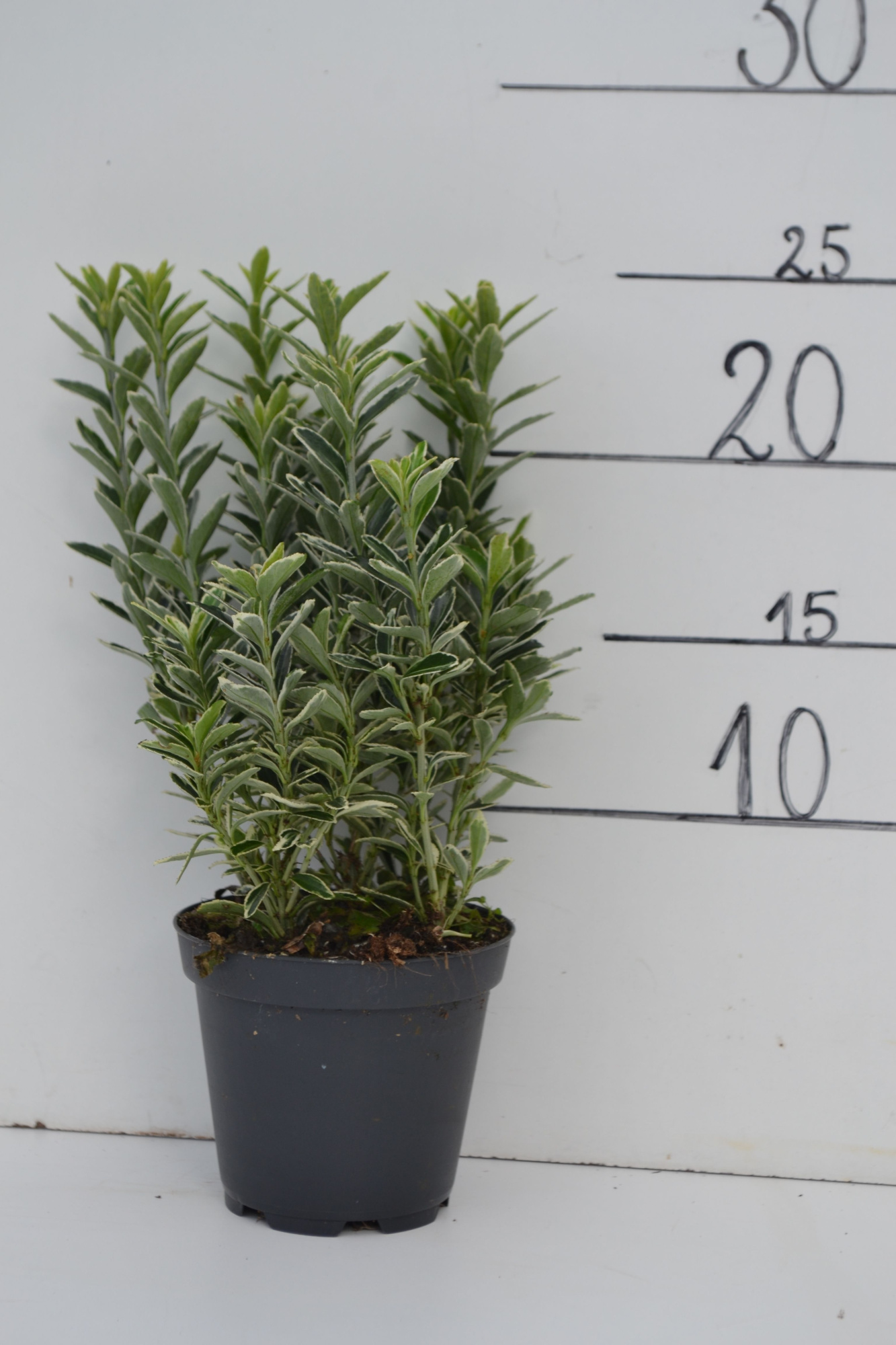 Euonymus japonicus 'Microphyllus Albovariegatus' MICRO SILVER, D 9 cm