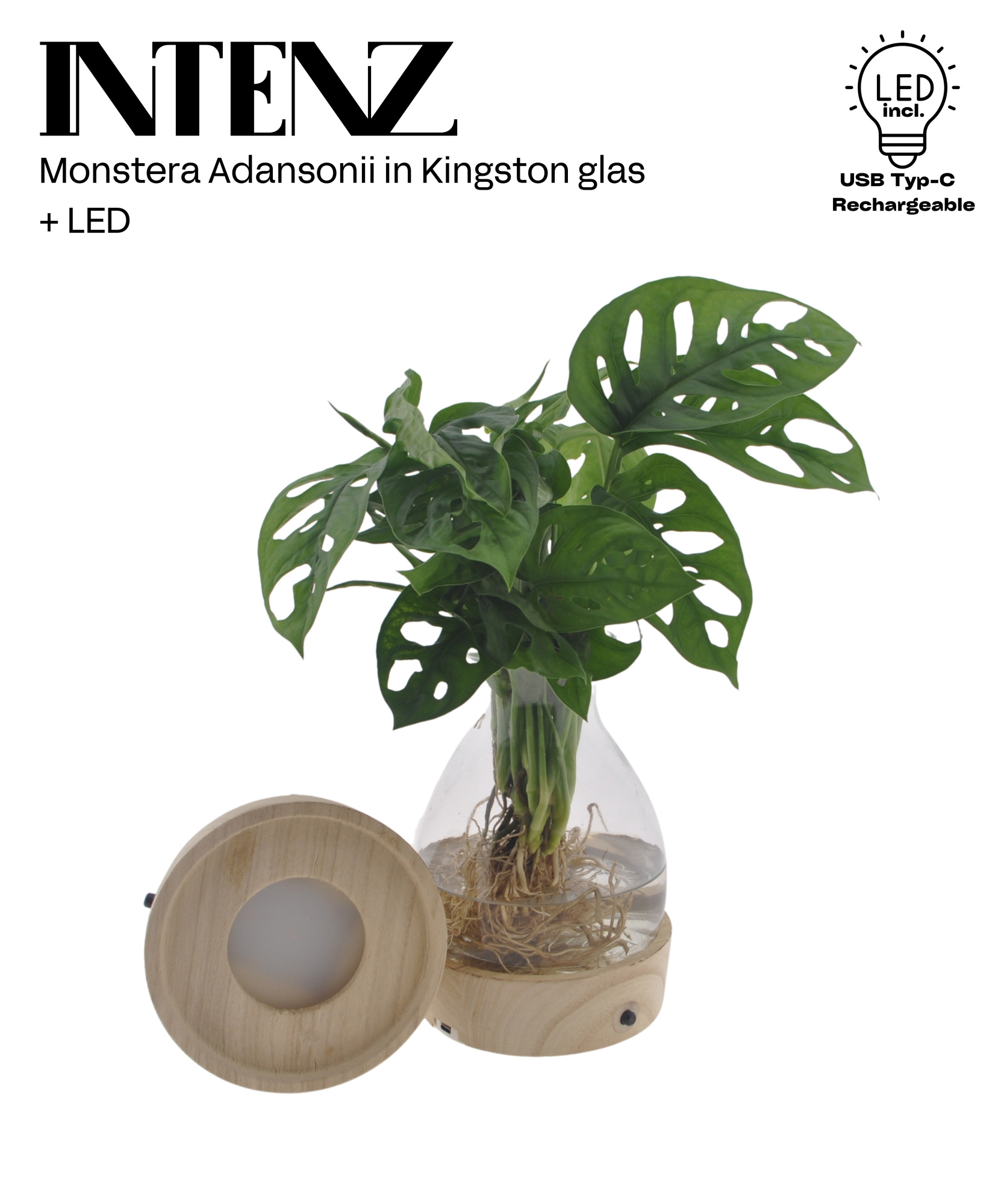 Monstera adansonii 12cm in Kingston glas + LED - levertijd: 24 h, D 12